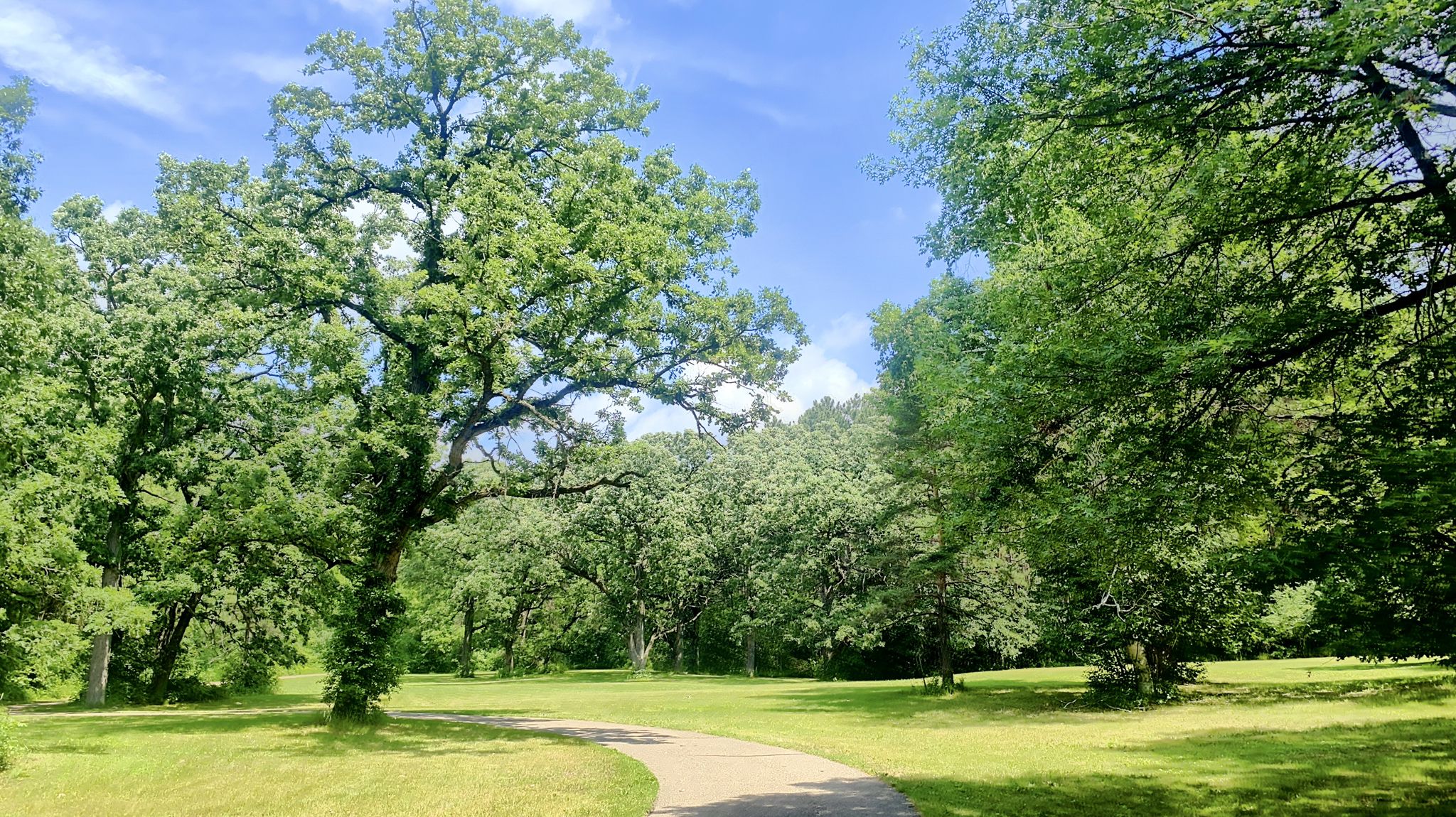 Paved path winding through a sunny green park with large leafy trees. - Staring Lake Loop Trail