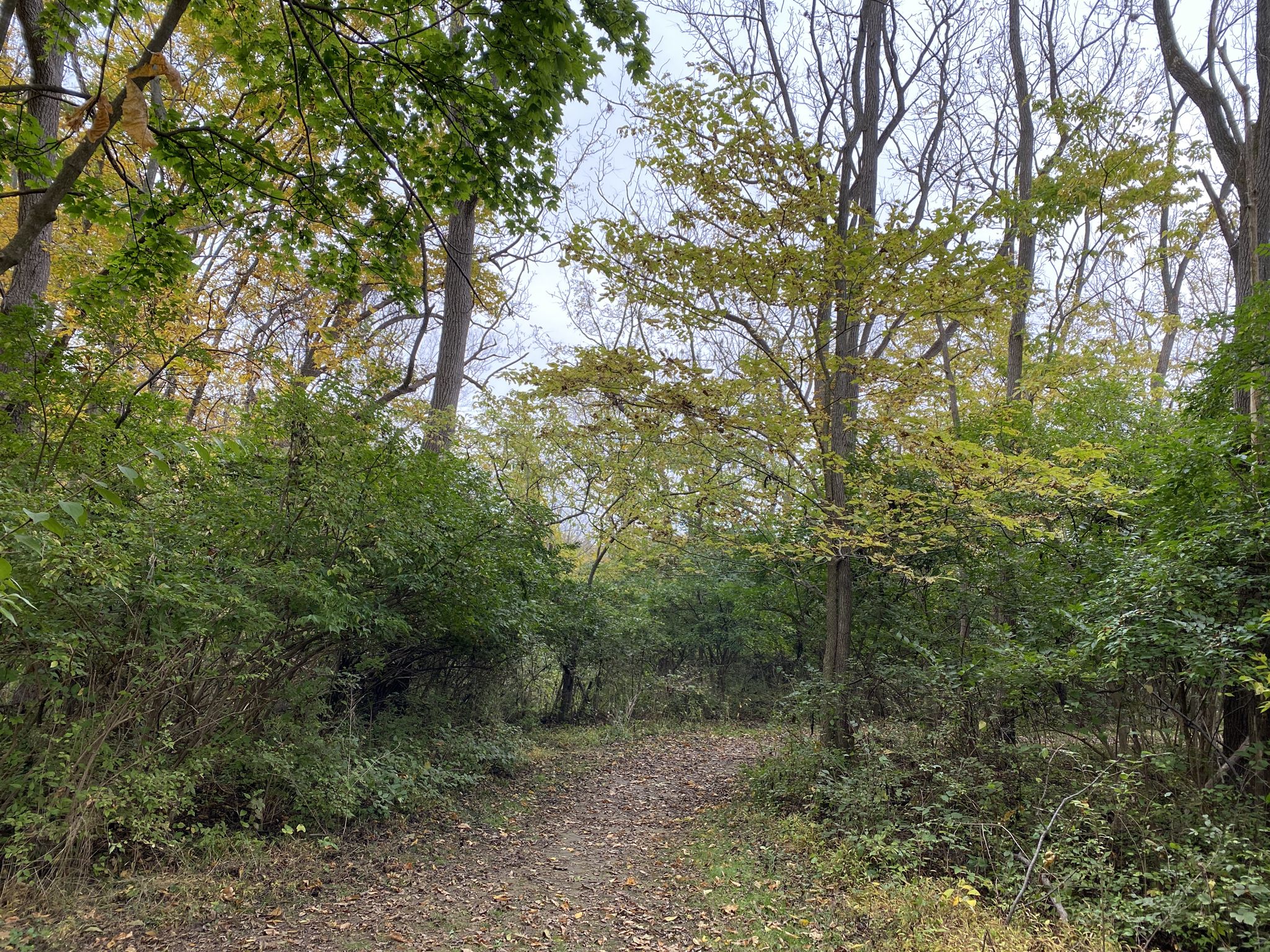 Dirt path winding through a dense forest with green and yellow foliage. - George Lorimer Preserve Loop