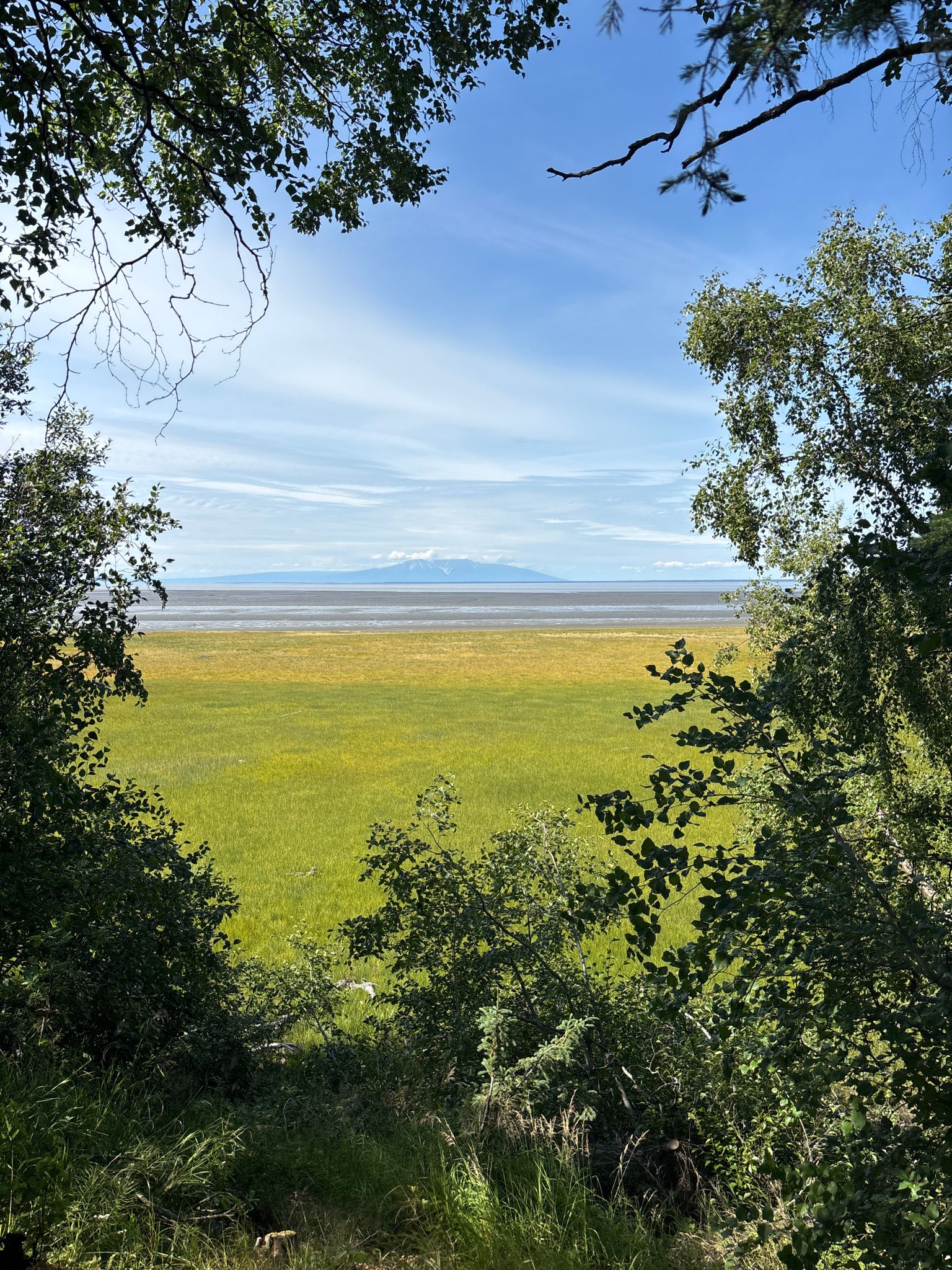 Green foliage frames a sunny view of a grassy plain, water, and distant mountains. - View of Cook Inlet – Tony Knowles Coastal Trail loop from Calista Corporation