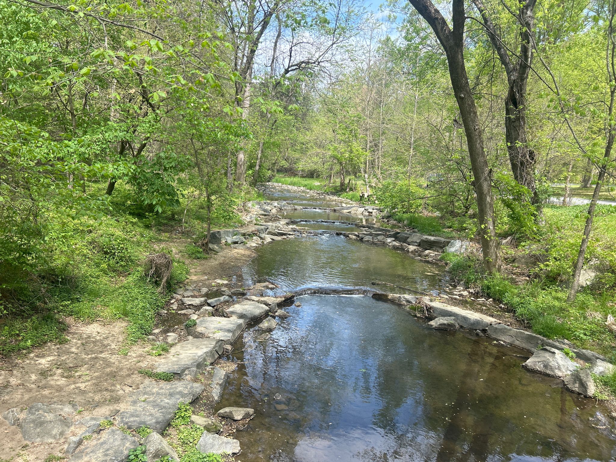 Rocky stream flowing through a vibrant green forest on a sunny day. - Sligo Creek Trail