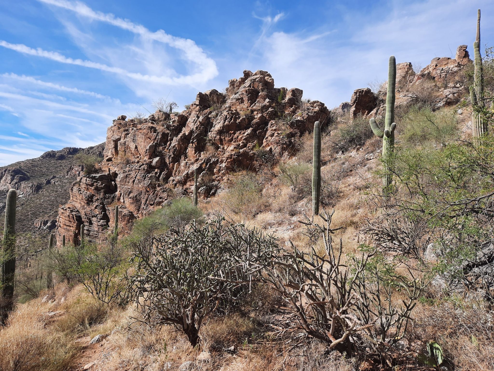 Rocky desert hillside with saguaros and other cacti under a blue sky. - View of Pusch Ridge Wilderness loop from Sneed Parcel
