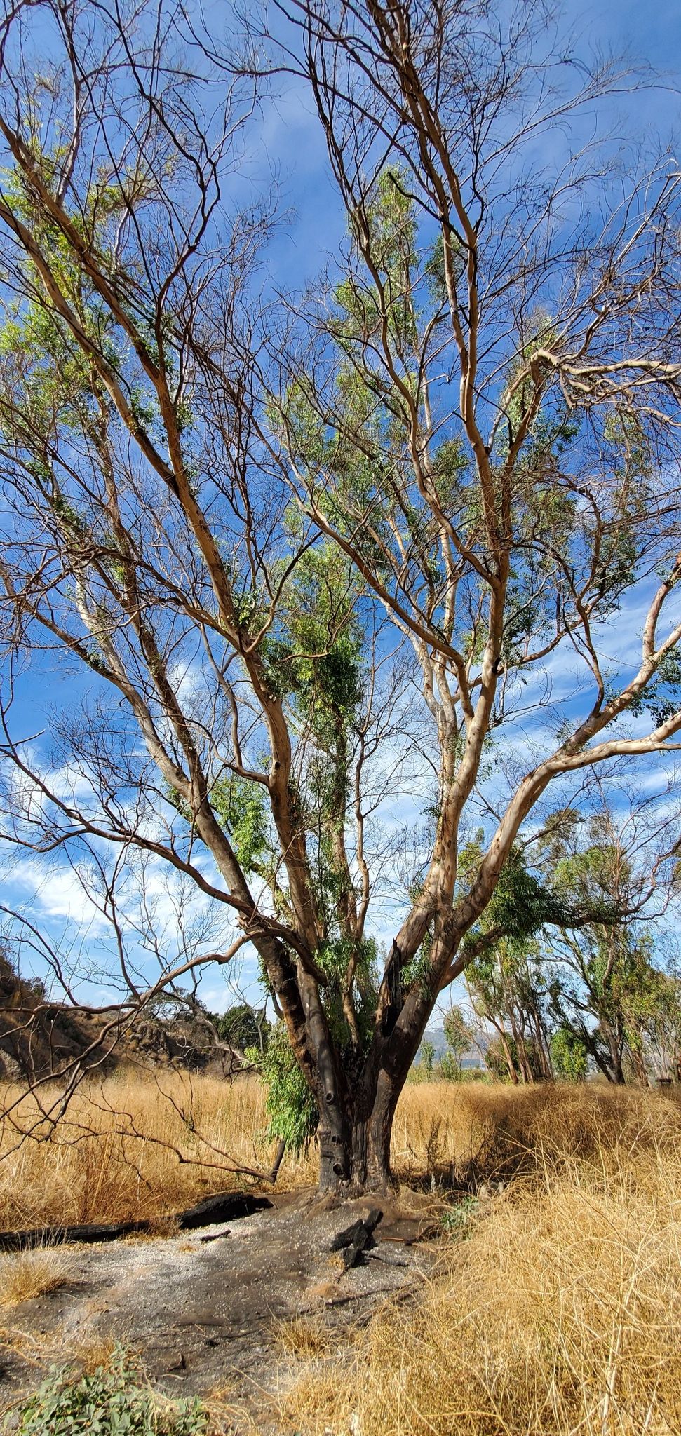 A tall, bare-branched tree stands in a dry grassy field under a blue sky. - Conejo Canyons Open Space loop from Wildwood Park