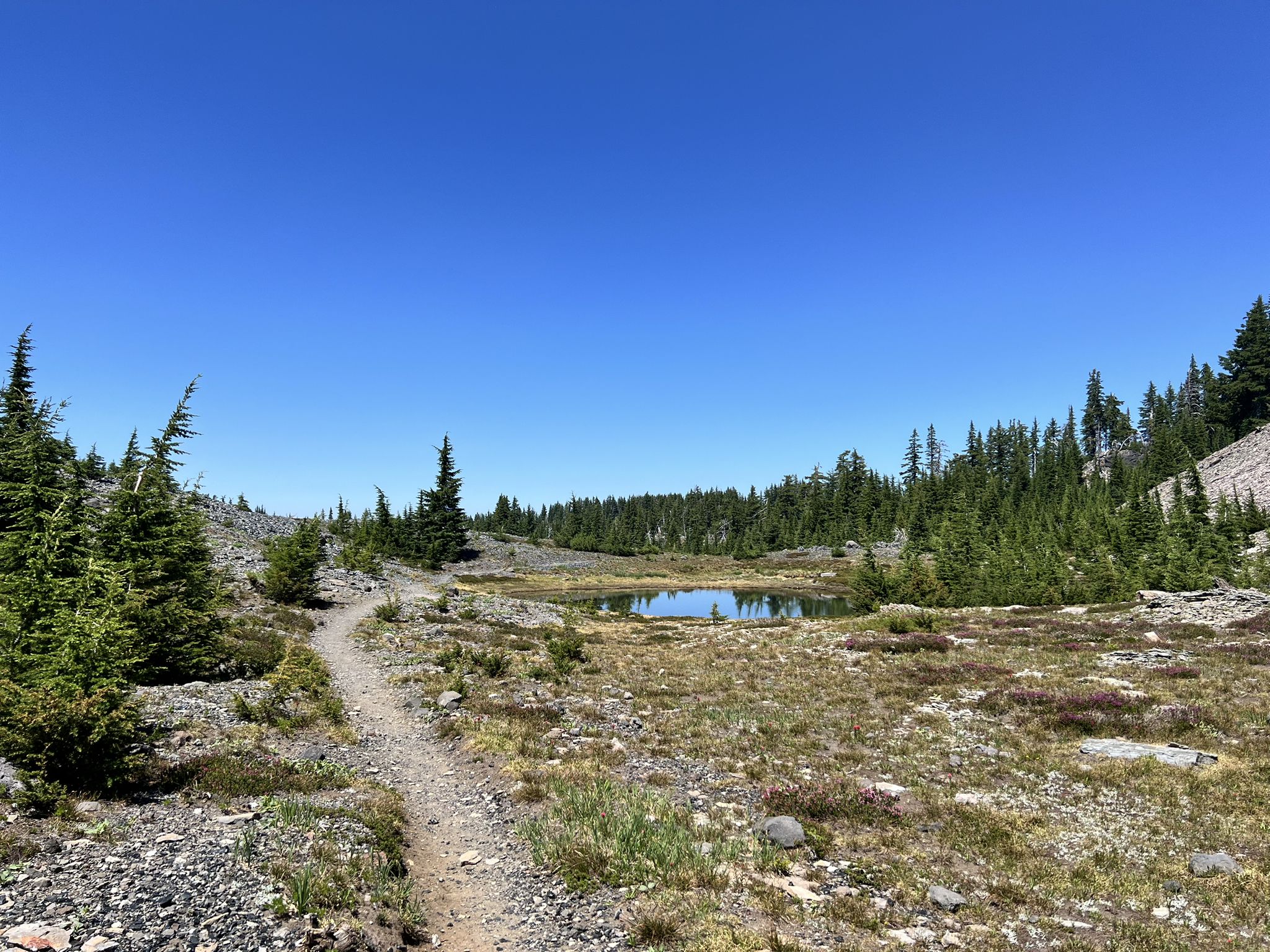 A narrow dirt trail leads towards a small pond surrounded by green trees under a clear blue sky. - Obsidian Trail loop