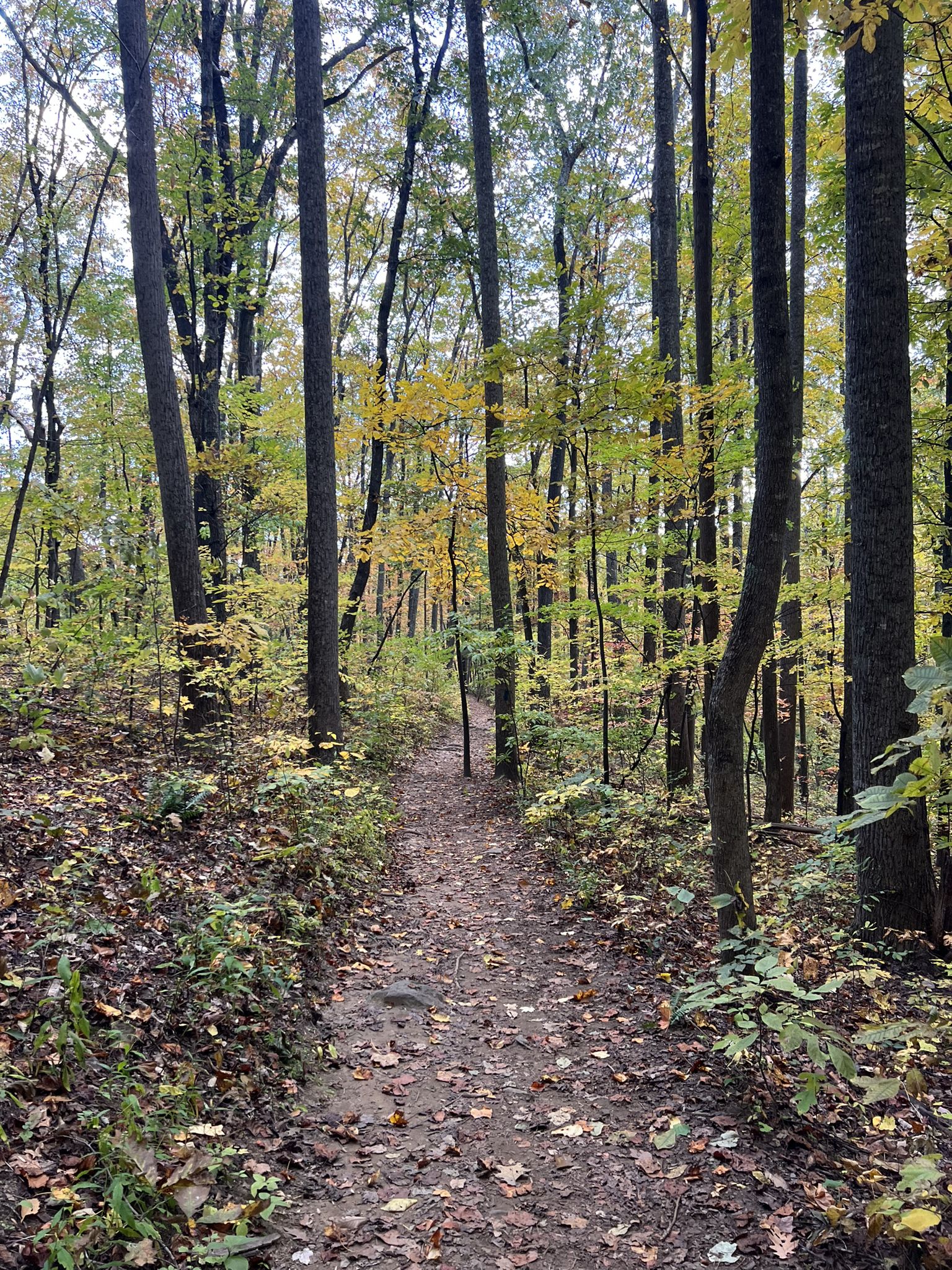 A narrow dirt path winds through a dense autumn forest with tall trees. - Dragon's Tooth Trail