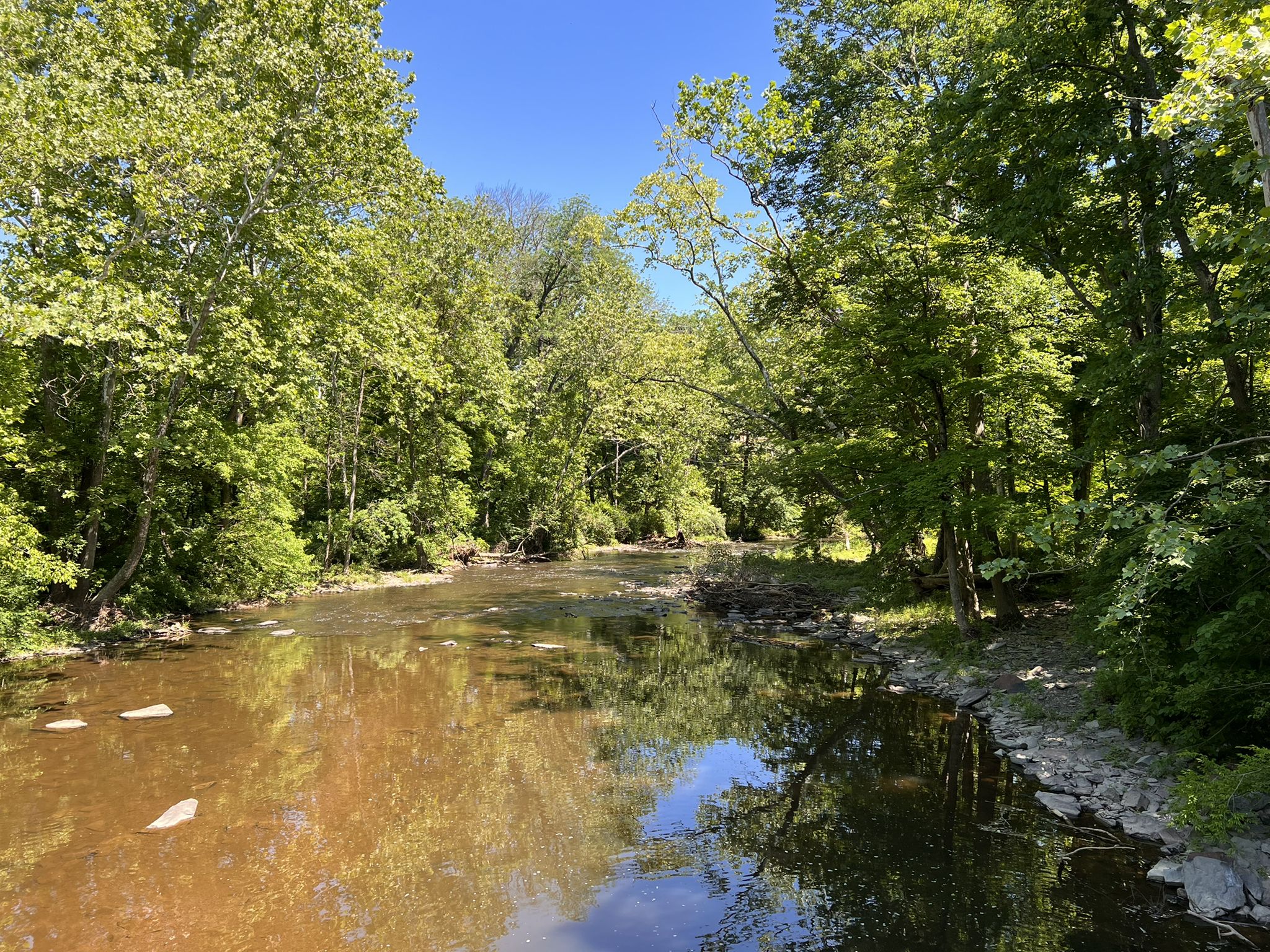 Sunny river flowing through a dense green forest under a blue sky. - Lawrence Hopewell Trail – Brearley Oak tree loop from Mount Rose Preserve