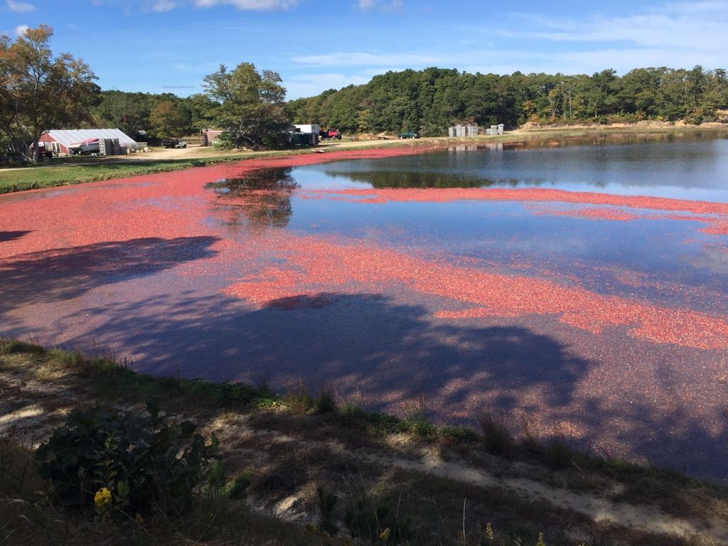 A lake covered in vibrant red cranberries under a bright blue sky. - Chatham Rail Trail Extension loop from West Chatham
