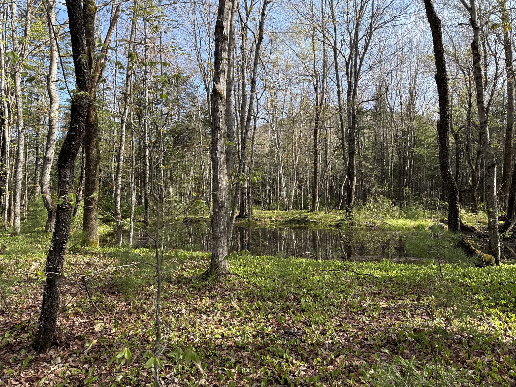 Lovely vernal pool at the start