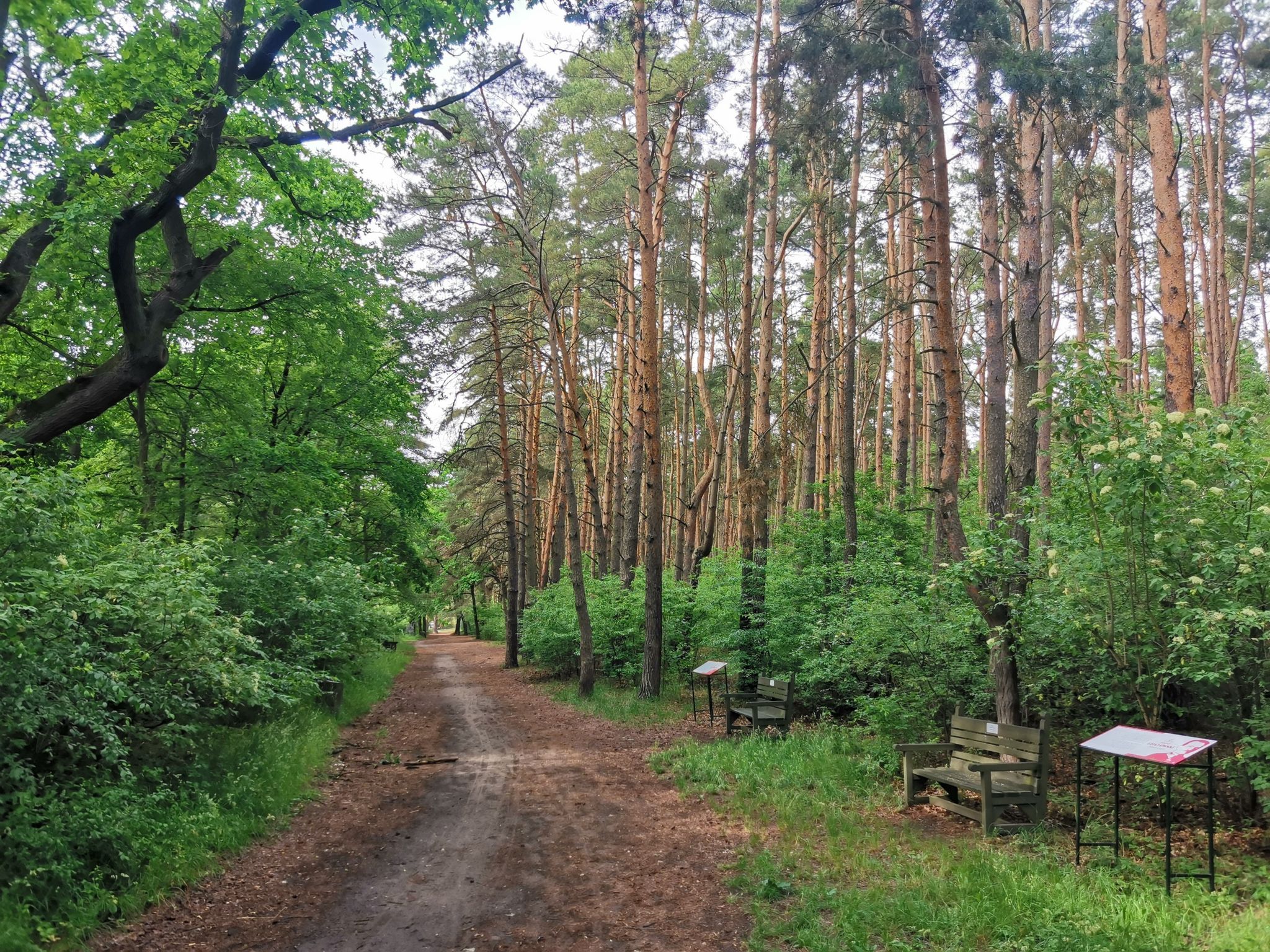 Park Leśny w Lubinie