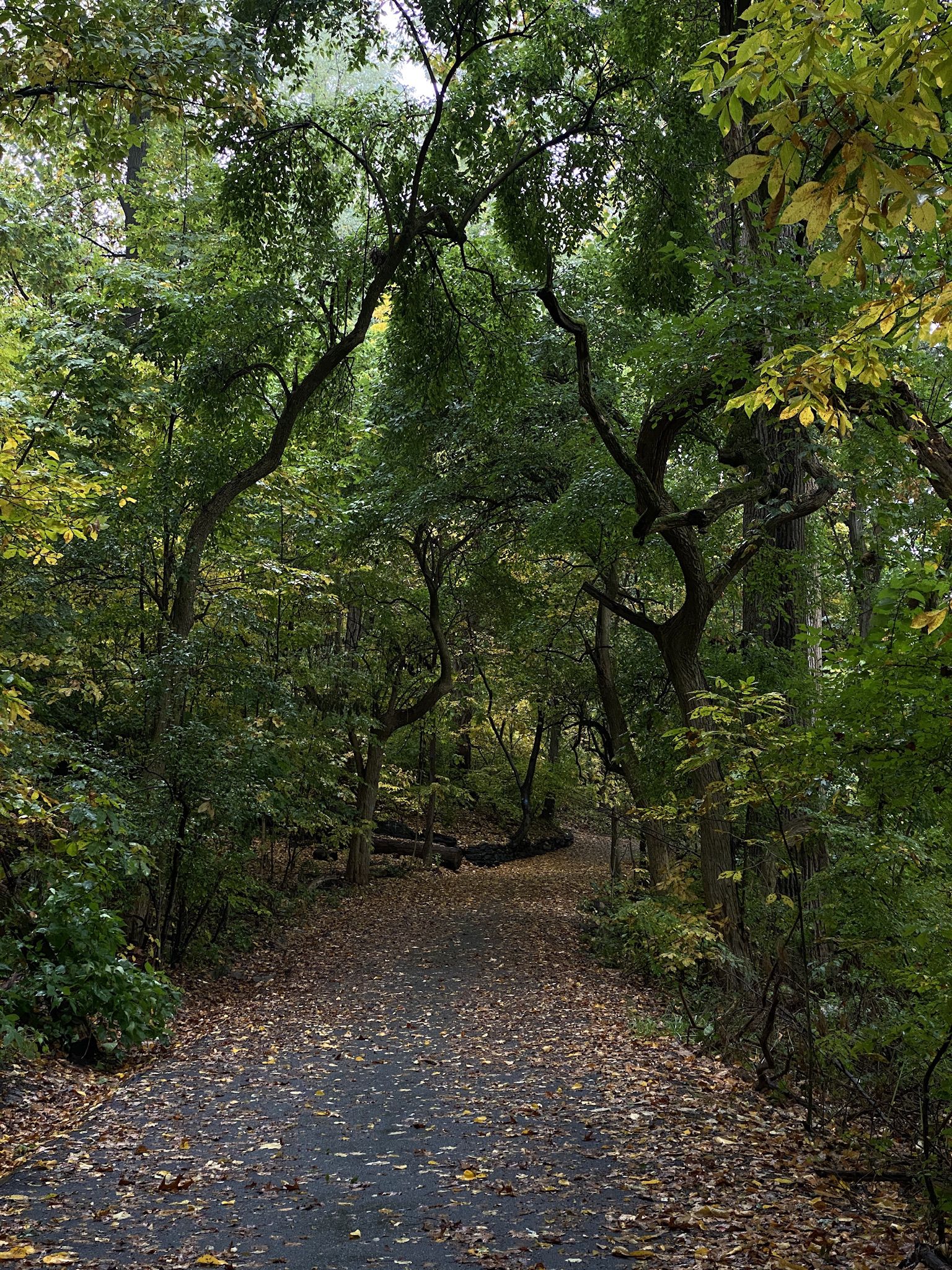 Leaf-strewn path winding through a dense forest with arching trees. - Inwood Hill Park loop