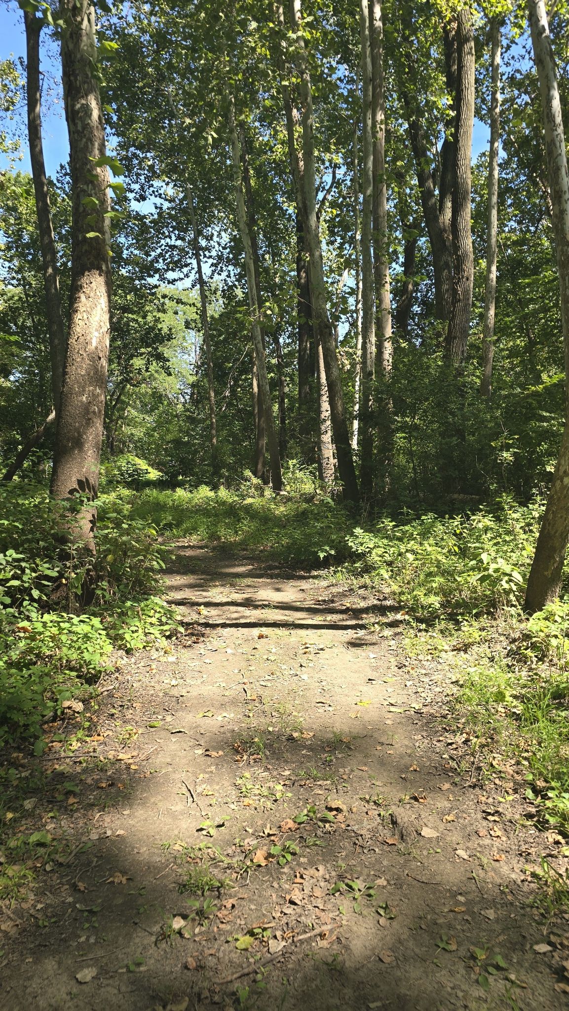 A dirt path winding through a dense green forest with tall trees. - Pond, Mormon Hollow, Signal Ridge, Handsome Hollow, and Stream Trail