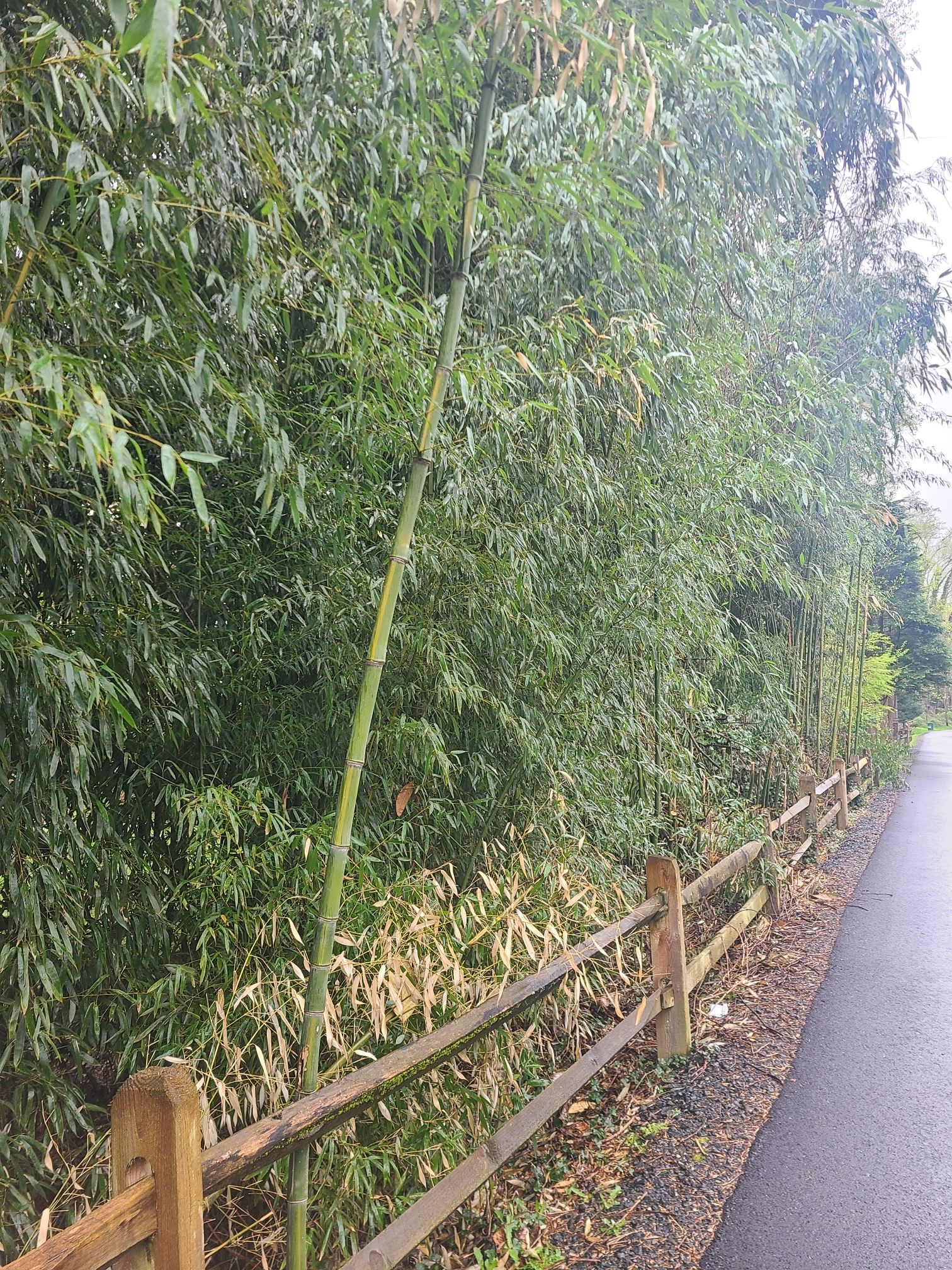 Dense bamboo forest lines a wooden fence next to a paved path. - Baltimore & Annapolis Trail – B&A Trail loop from Baltimore & Annapolis Trail Parking