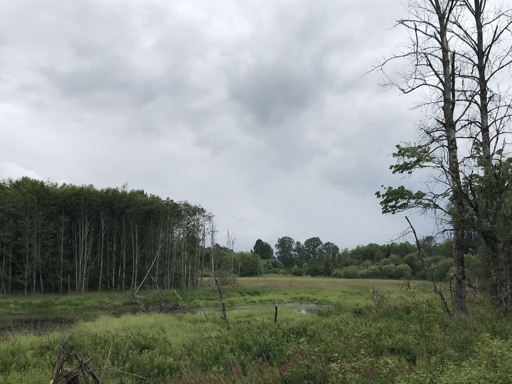 Marshy field with tall grass and trees under a cloudy sky. - Snoqualmie Valley Trail: Stillwater to Tolt-MacDonald Park