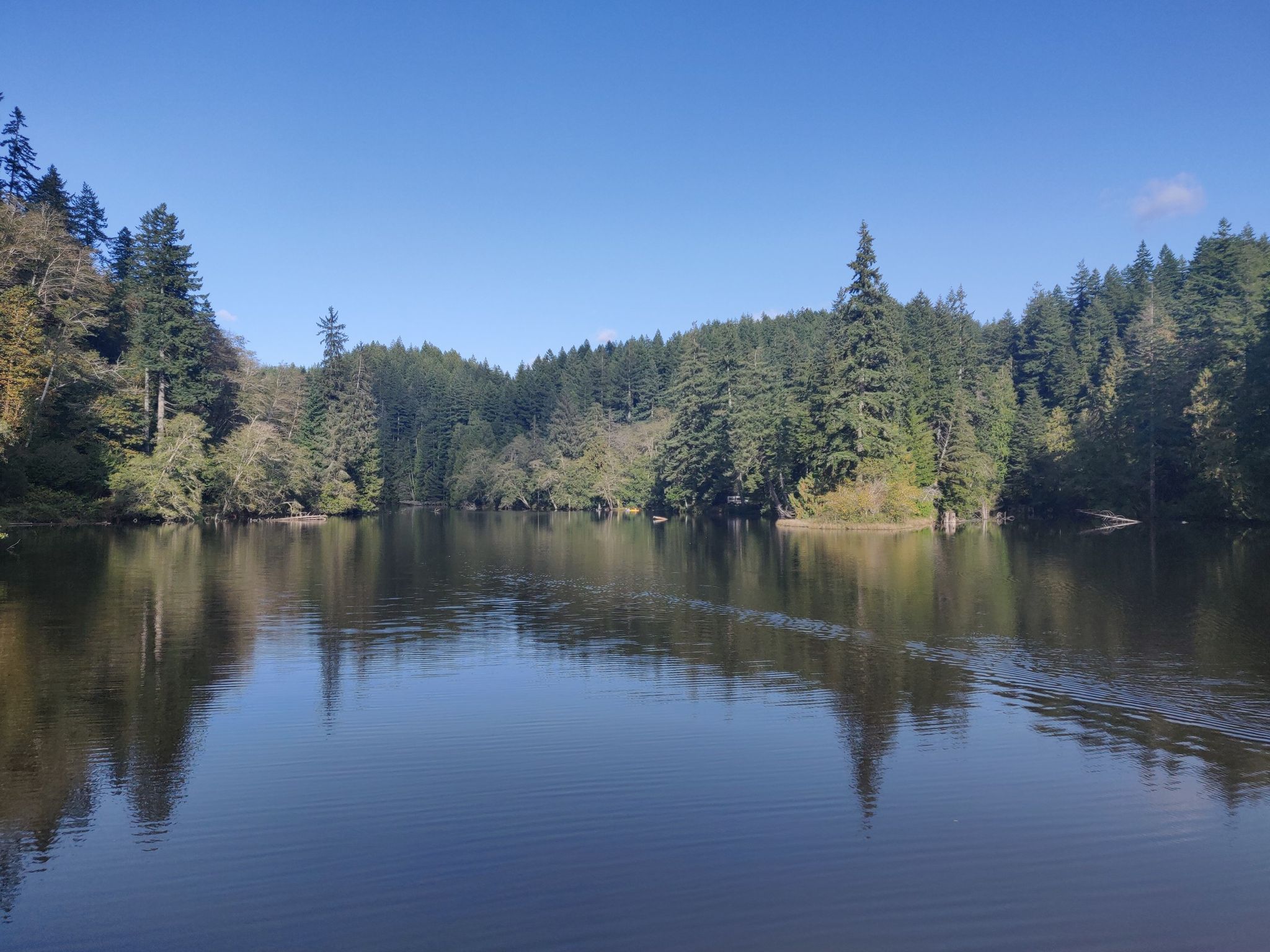 Calm lake reflecting dense green forest under a clear blue sky. - Lake Sylvia Loop Trail