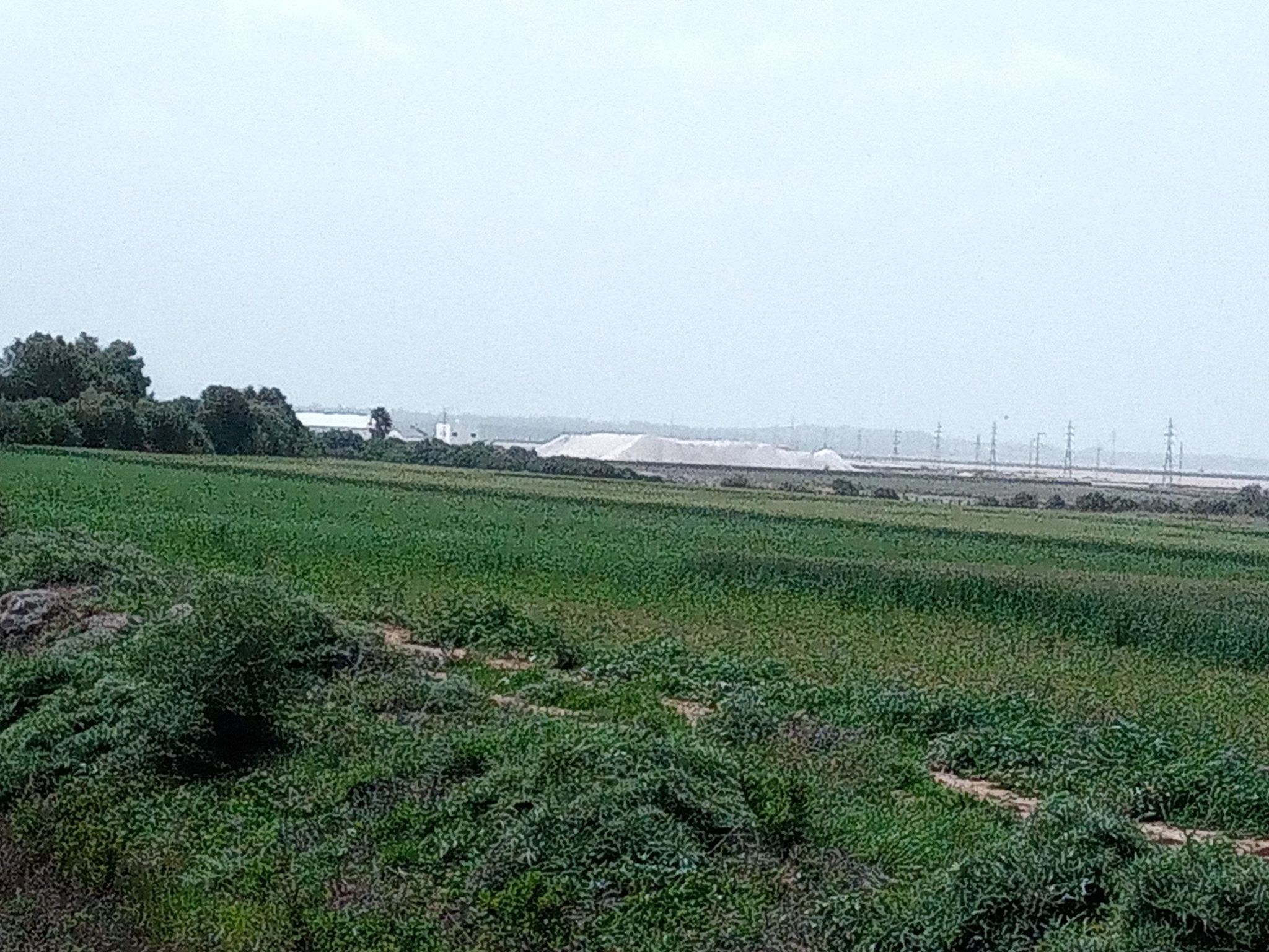 Salt harvesting