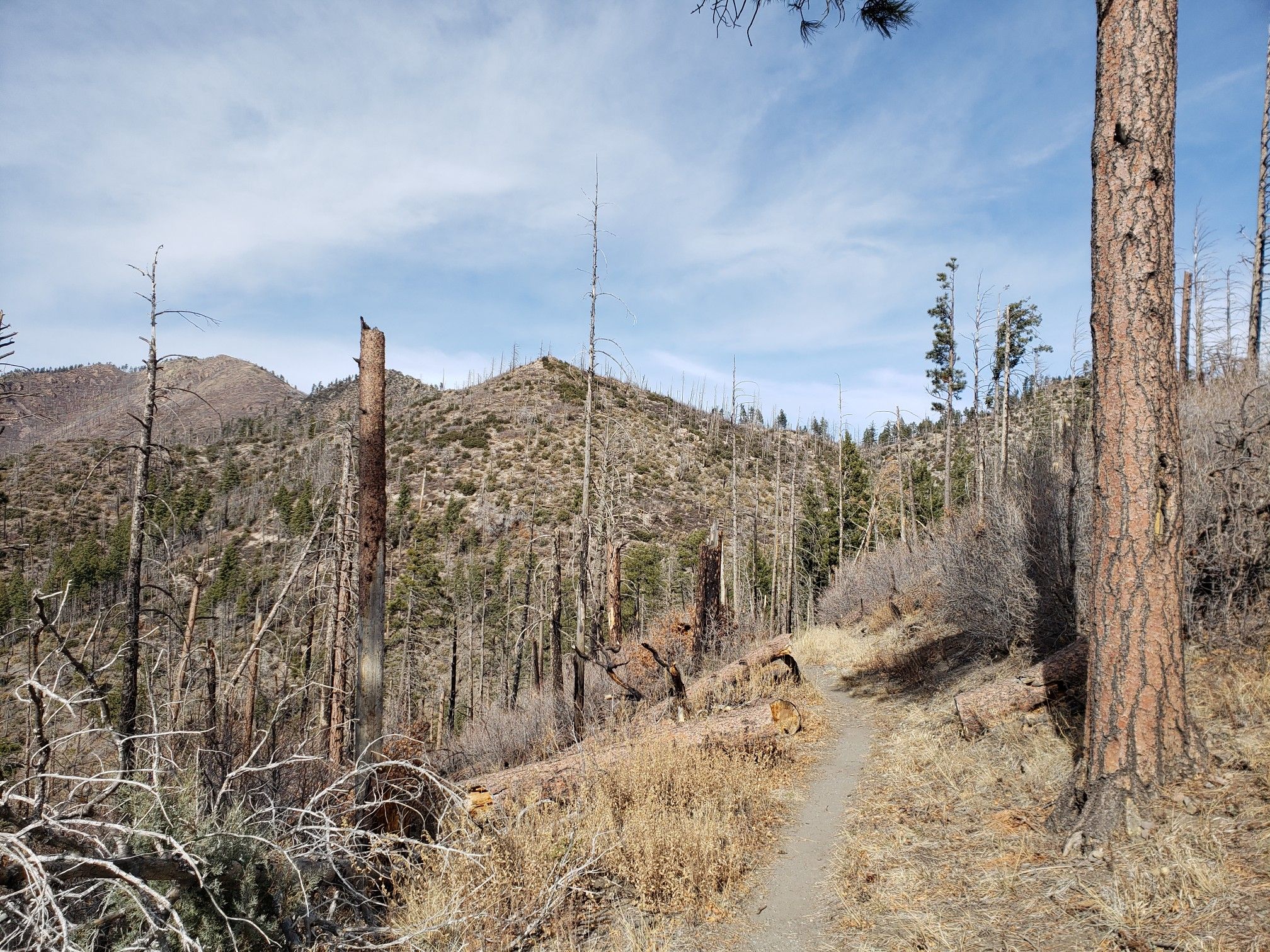 A narrow dirt path leads through a dry, mountainous landscape with dead trees. - Black Range Crest Trail to Hillsboro Peak