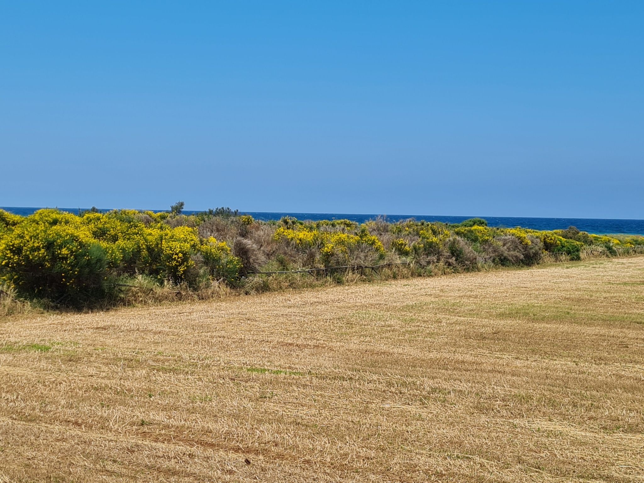profumo di ginestre