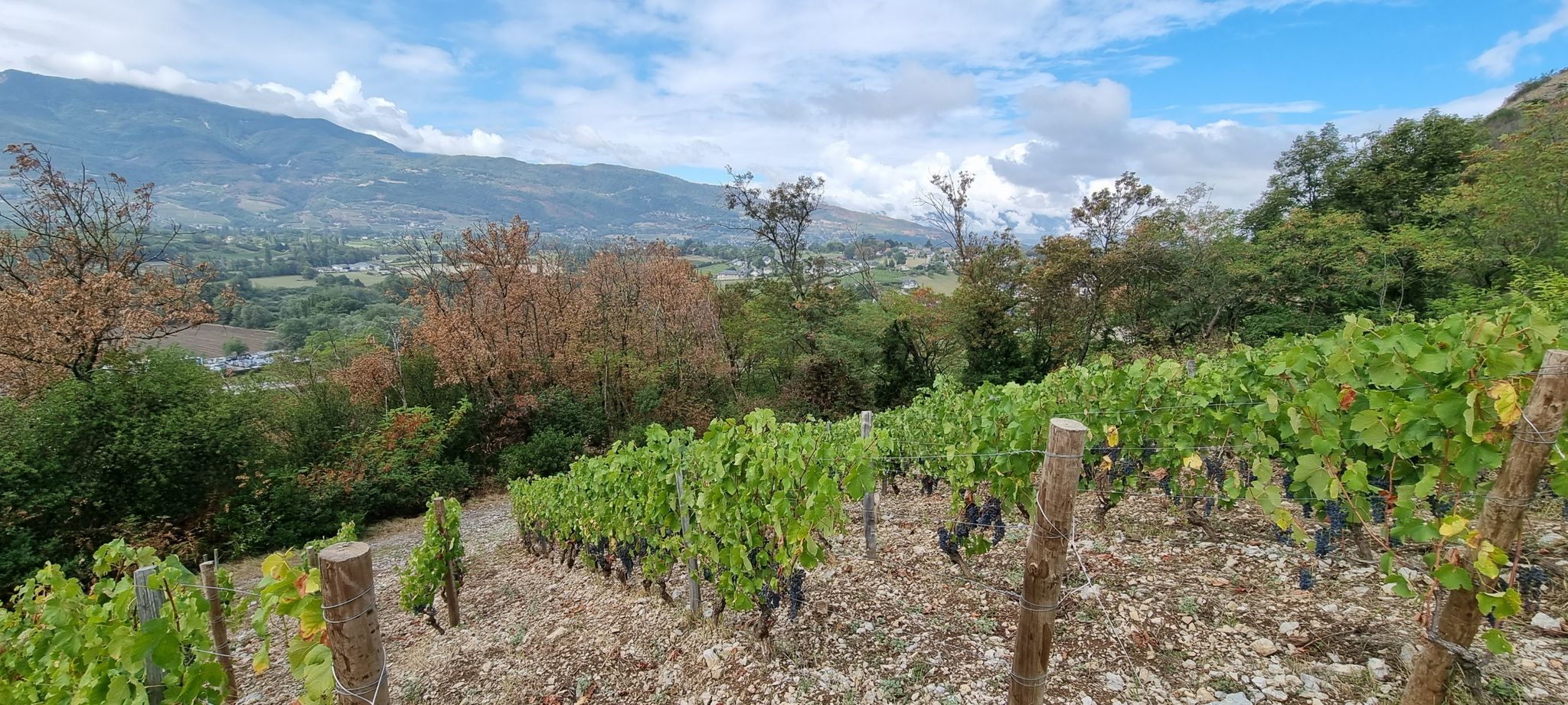 panorama