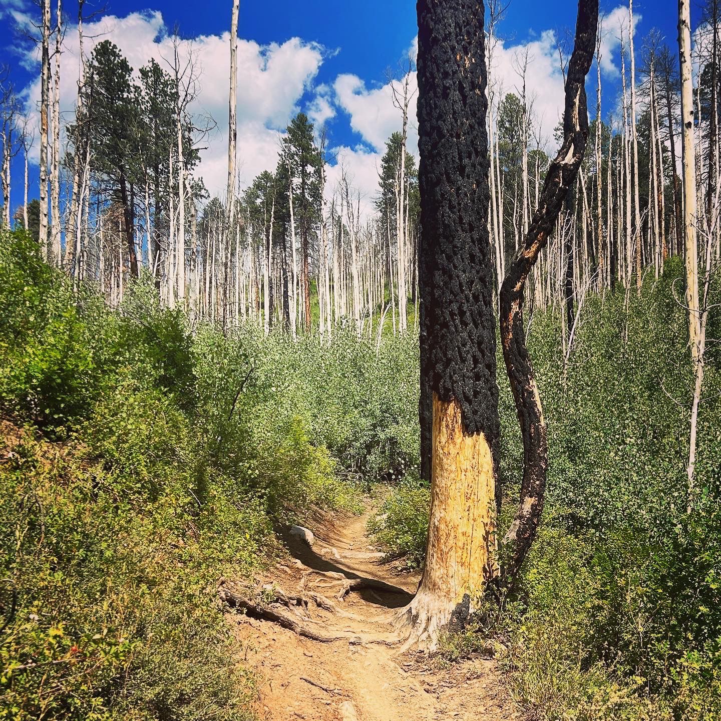 Sunny dirt trail through a forest with a charred tree and green bushes. - Hermosa Park Road, Elbert Creek Trail, & Hermosa Creek Trail loop