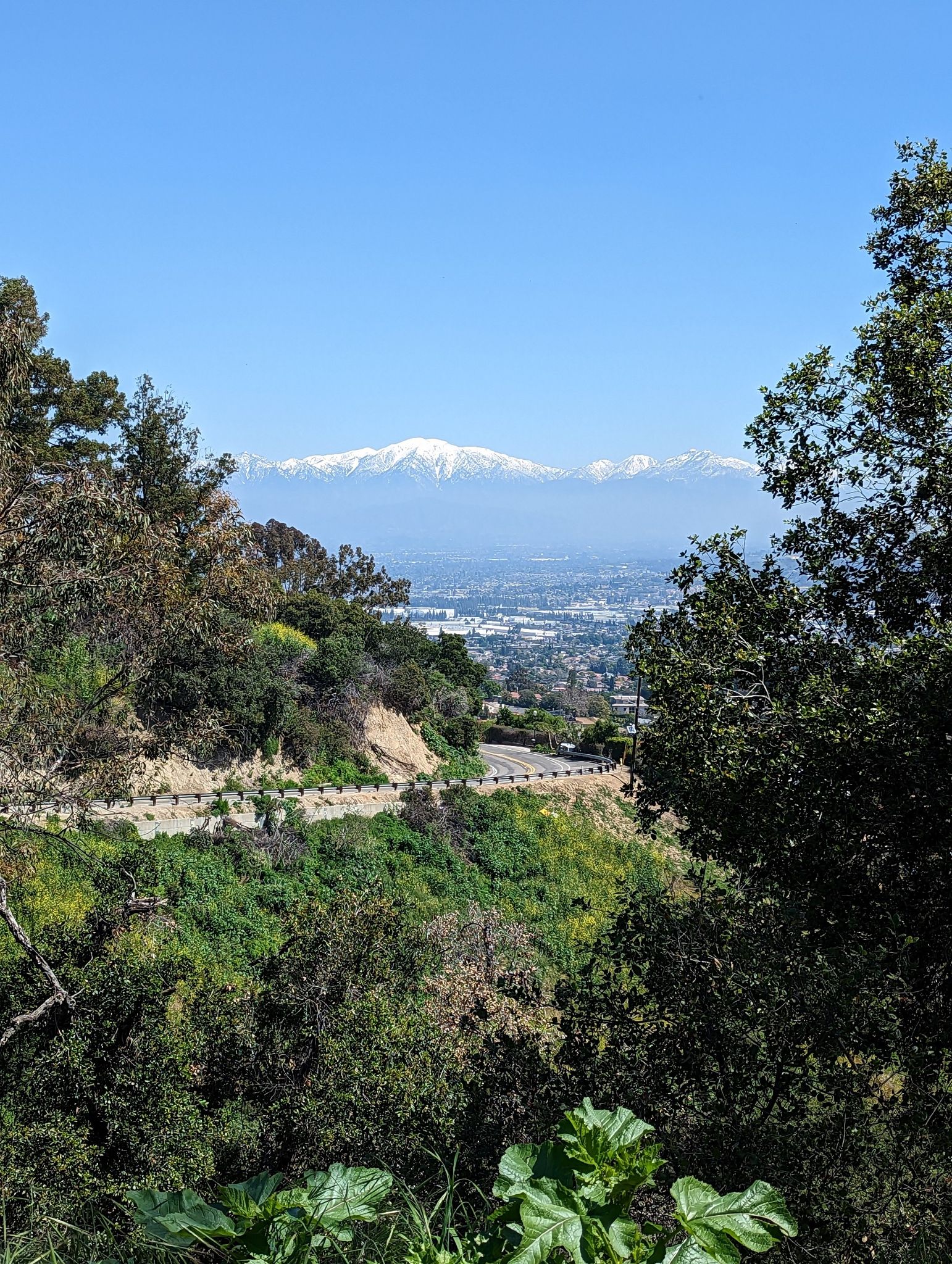 Snow-capped mountains overlook a distant city through green trees. - Turnbull Canyon – Turnbull Debris Basin loop from Hacienda Heights