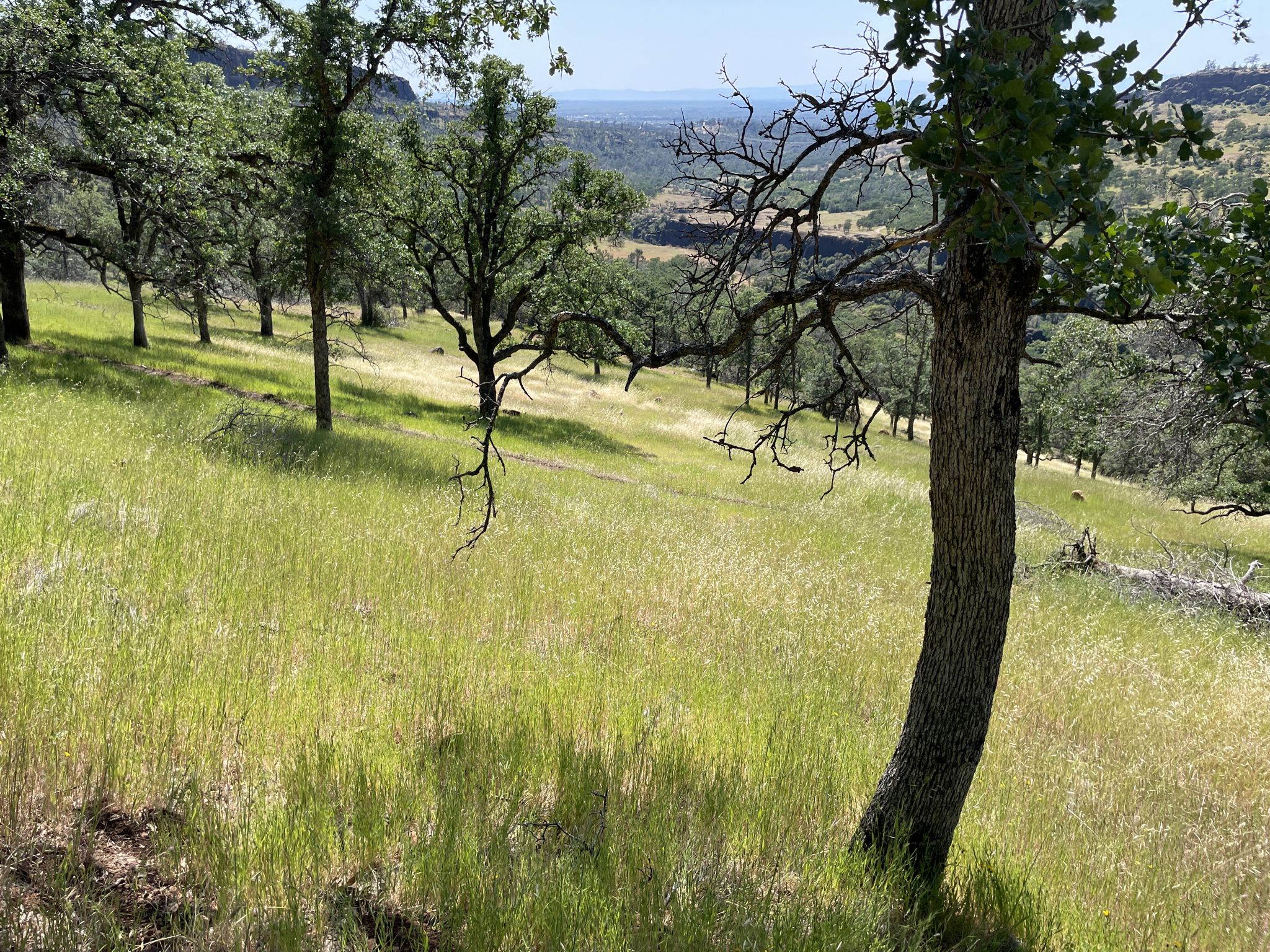 Grassy hillside with scattered oak trees under a bright, clear sky. - Guardian, Bloody Pin, and Annie Bidwell Trail Loop