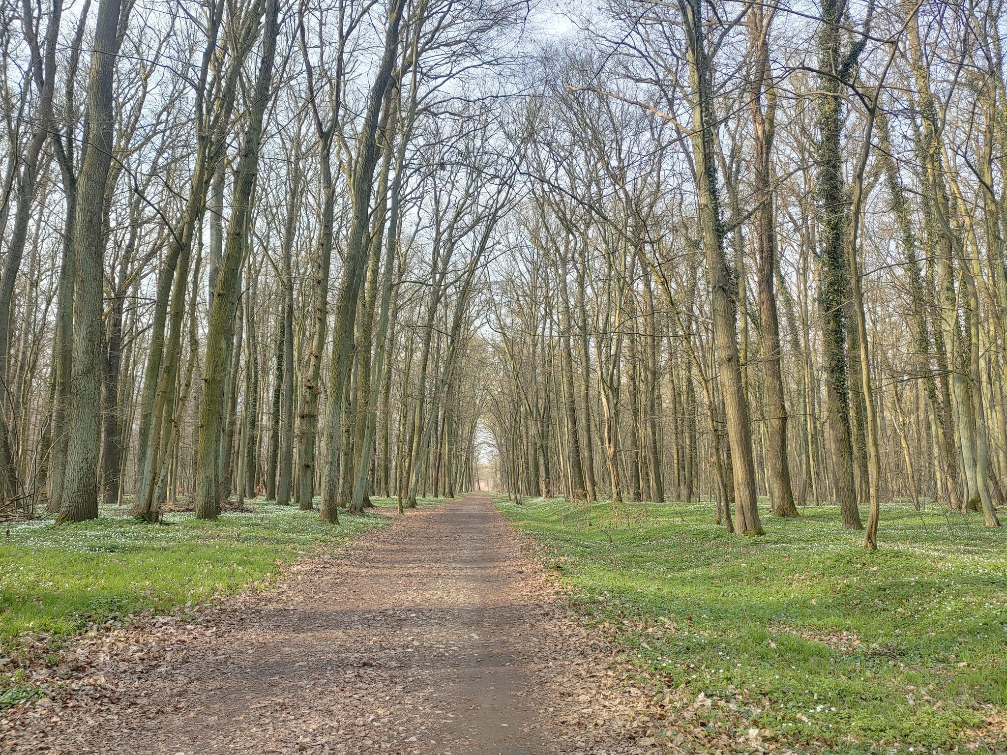 Blühender Wald