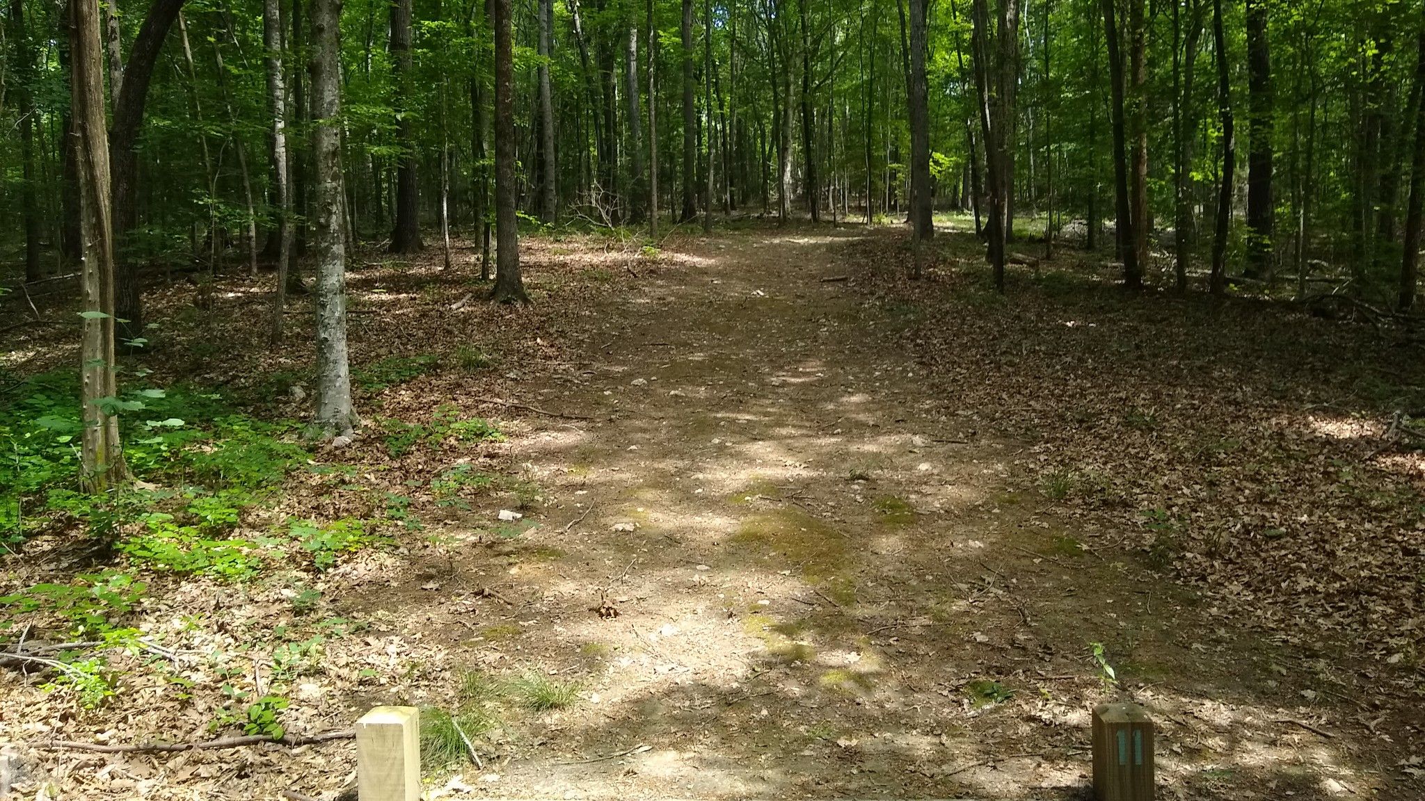 A sunlit dirt path winds through a dense green forest on a bright day. - Cane Creek Park Red Trail Loop