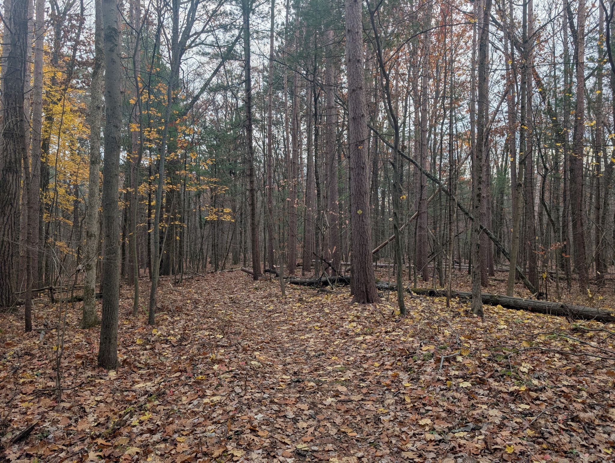 Forest path covered in autumn leaves, tall trees, fallen logs, overcast light. - Hiking loop from H. G. Reist Wildlife Sanctuary