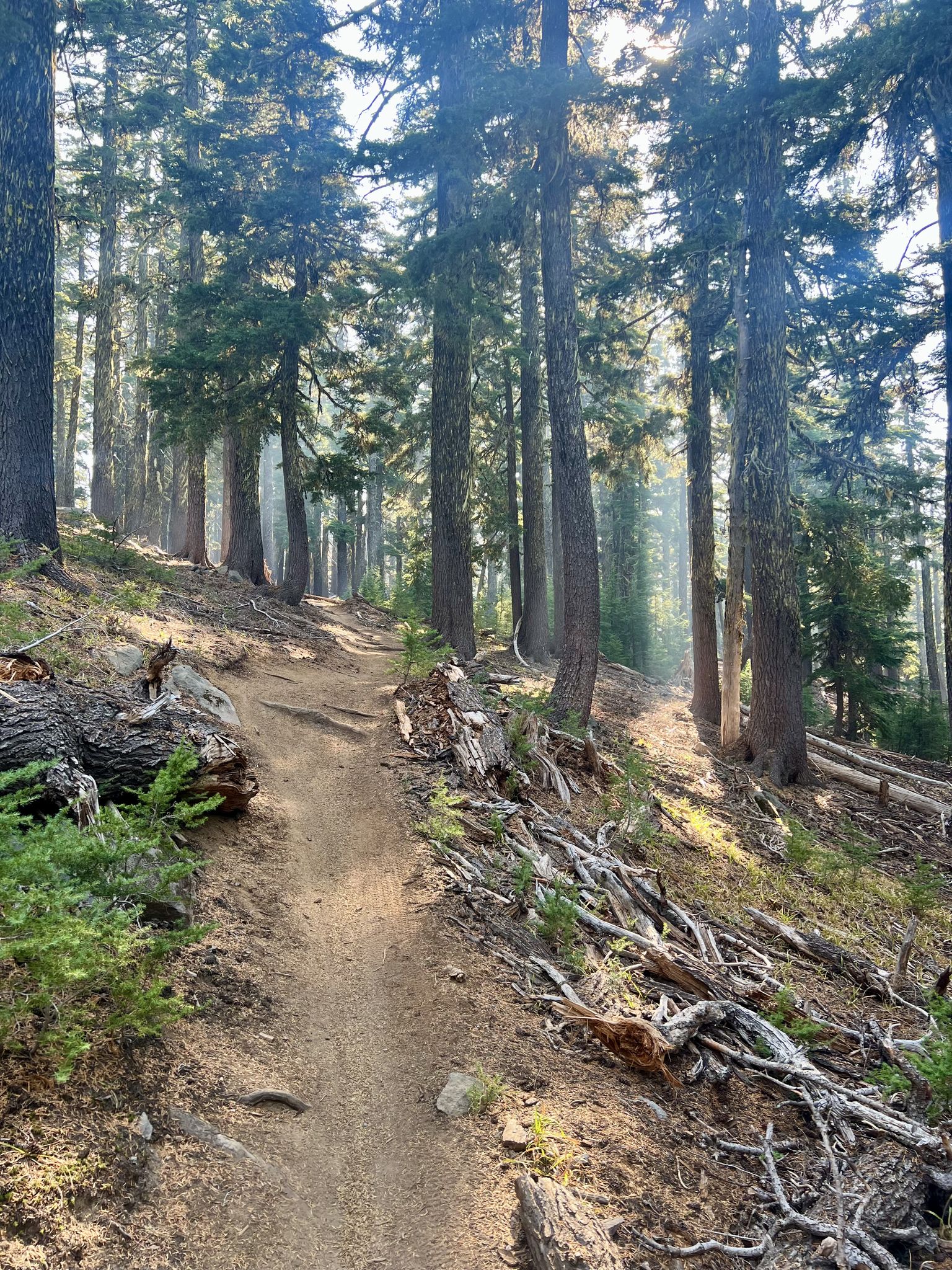 Sunlight filters through tall trees onto a winding dirt path. - Flagline & Metolius-Windigo Trail loop