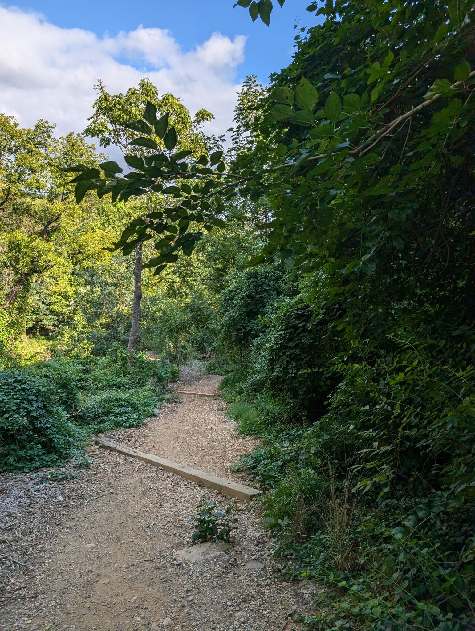 A dirt path winds uphill through a lush green forest under a bright sky. - Dumbarton Oaks and Montrose Ropewalk