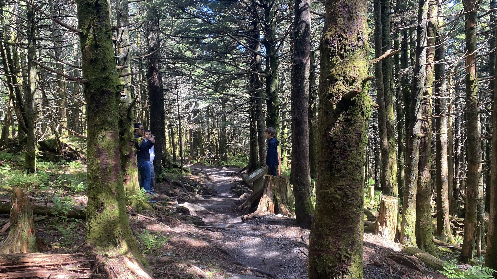 Two people on a sunlit, mossy forest path surrounded by tall trees. - Balsam Nature Trail