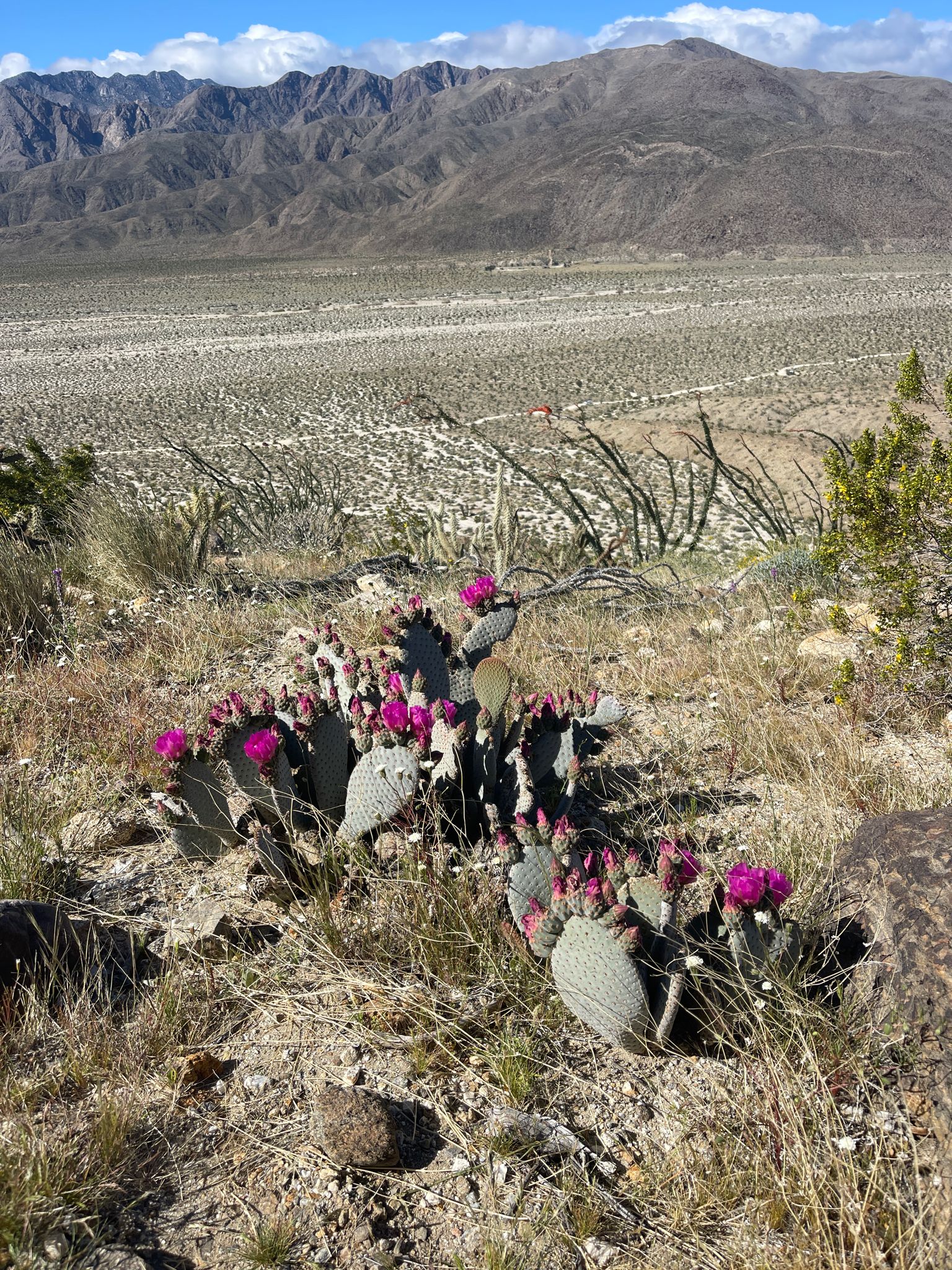 Prickly pear cactus with vibrant pink flowers in a vast desert landscape. - Alcoholic Pass Trail