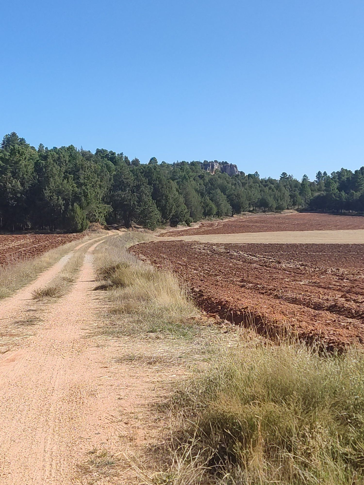hoz valdenegro