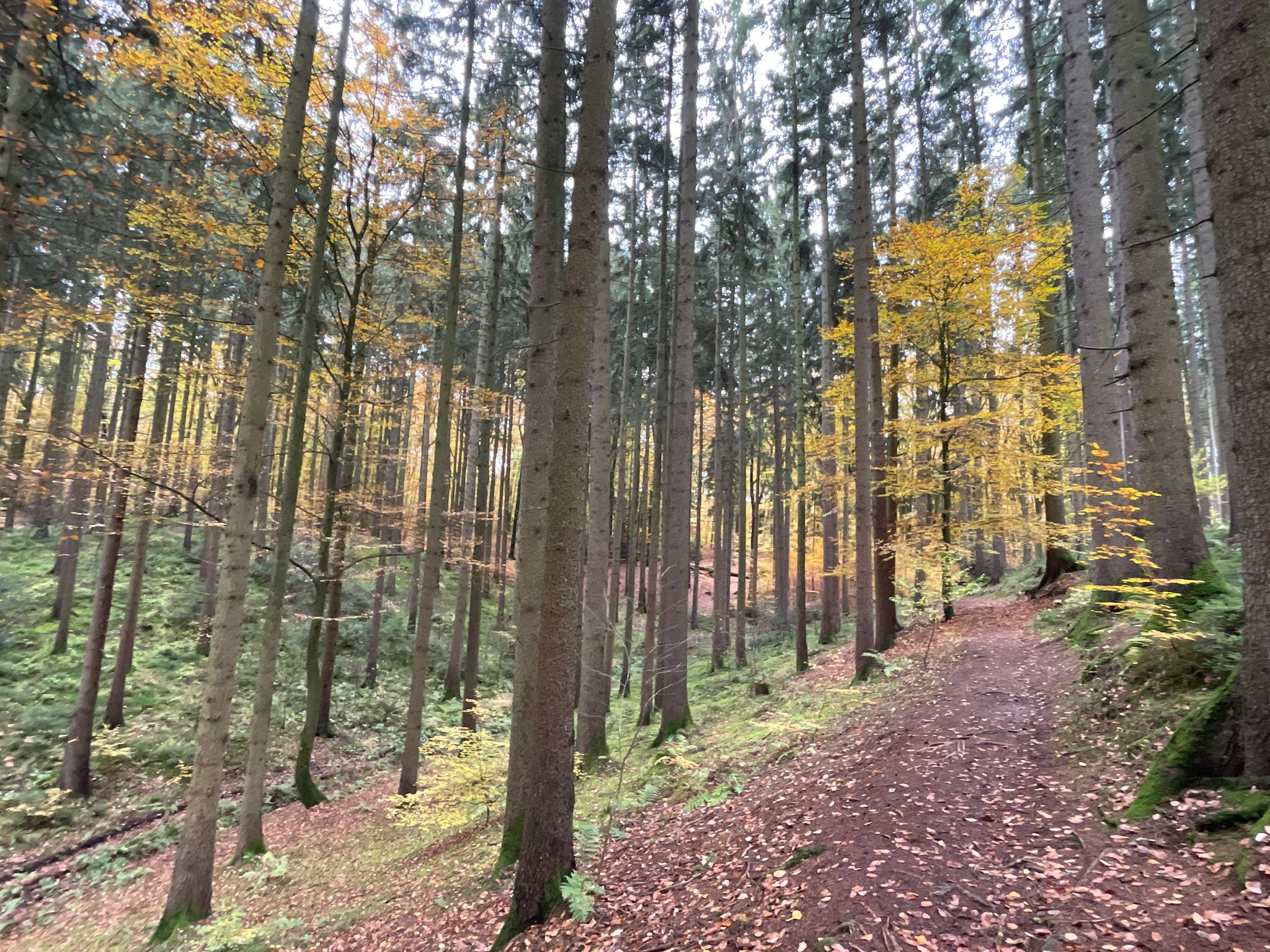 Schlangentrail am Schlangenweg