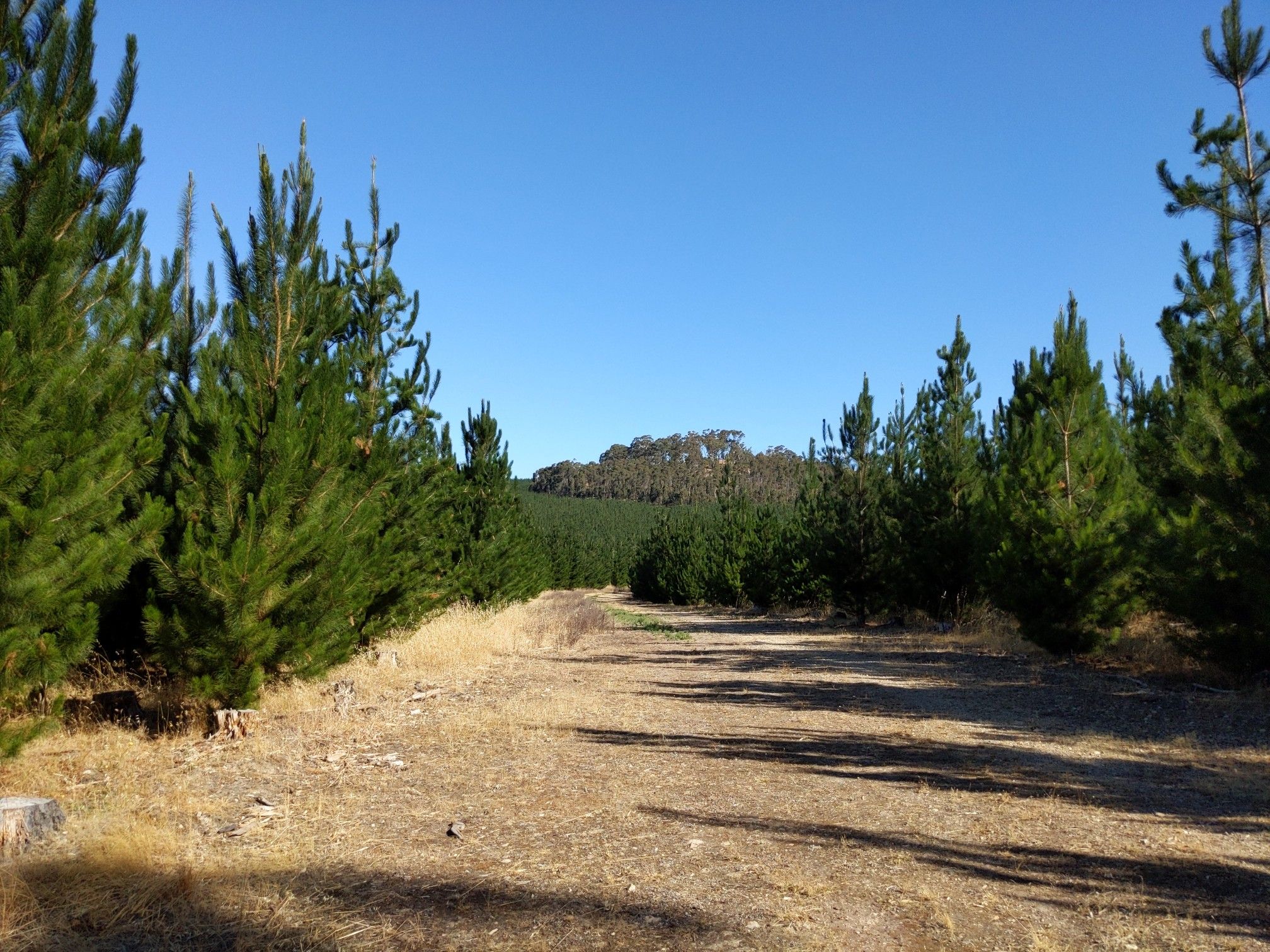 Anderson Loop Trail