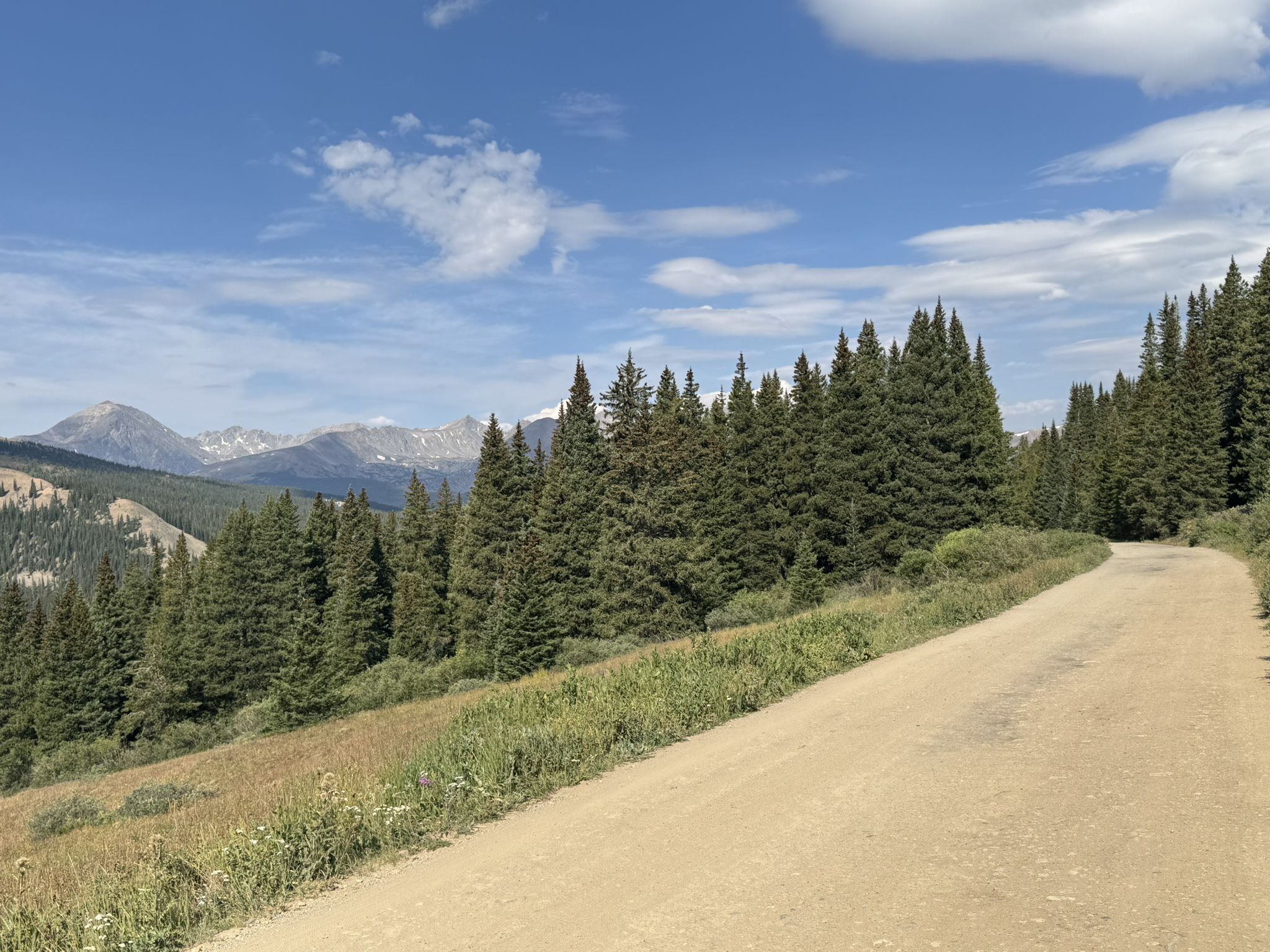 A sunny dirt road winds through a pine forest with distant mountains. - Boreas Pass Road
