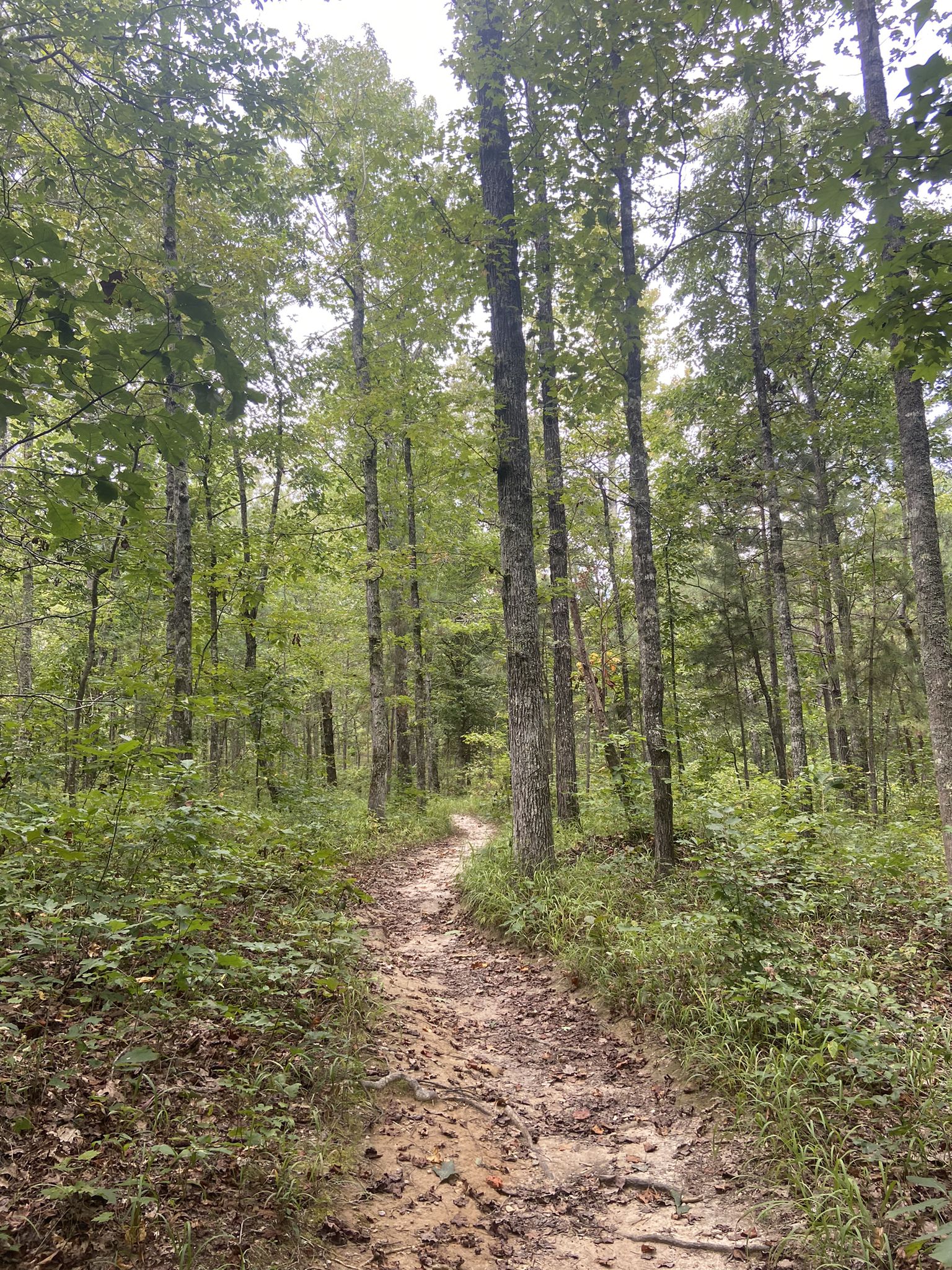 A dirt path winds through a dense, green forest under diffused light. - Cheaha Falls – Devil‘s den falls loop from Lake Chinnabee