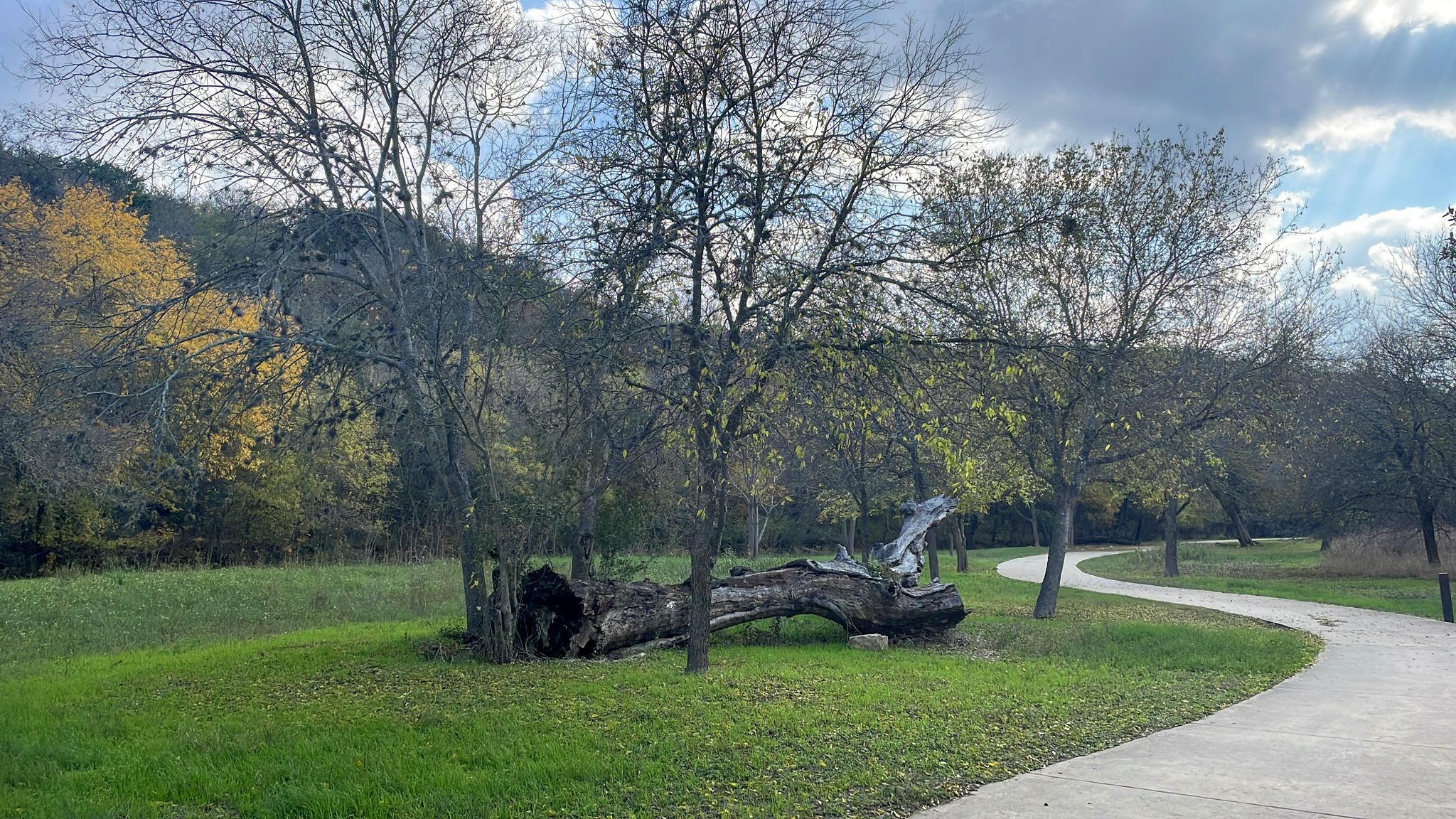 A paved path curves through a grassy park with trees and a large fallen log. - Robert L.B. Tobin Park – Morningstar Boardwalk loop from McNay Art Museum