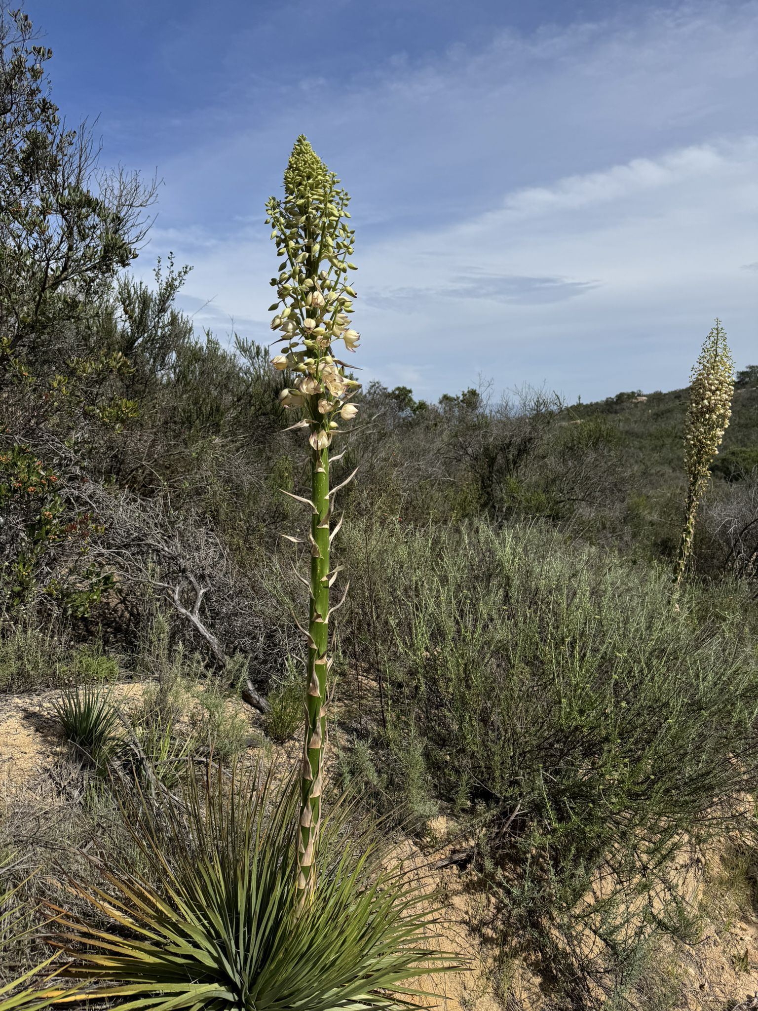 Tall flowering plant with white blooms in a dry, brushy landscape. - East Ridge and Boulder Loop