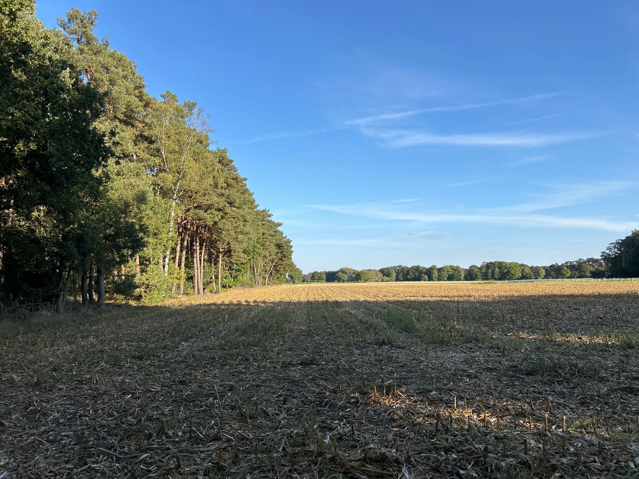 In der Schirlheide