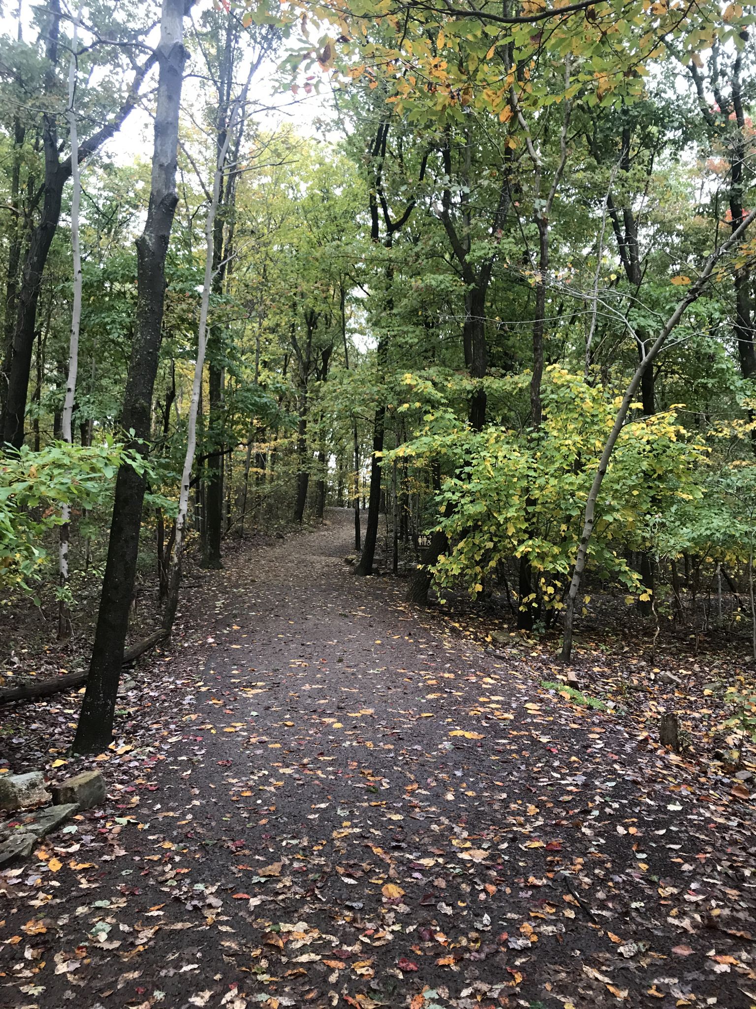 A dirt path covered in autumn leaves winds through a dense forest. - River of Rocks Loop Trail