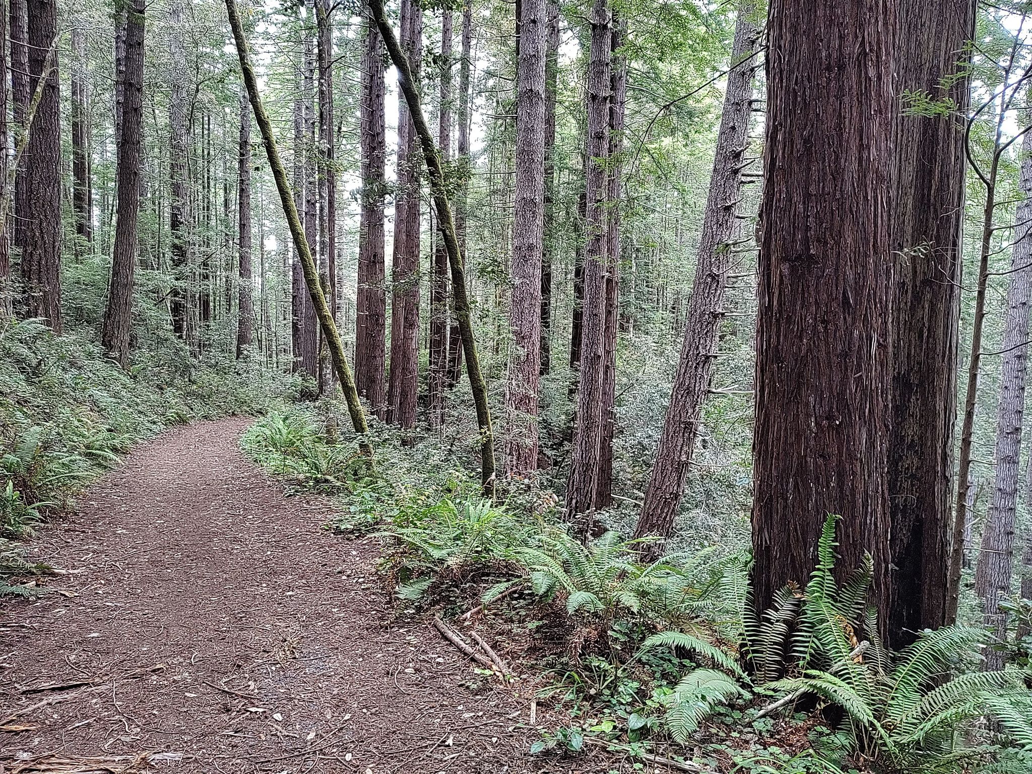 A winding dirt path through a forest of towering trees and green ferns. - Fern Canyon and Old Logging Road Loop