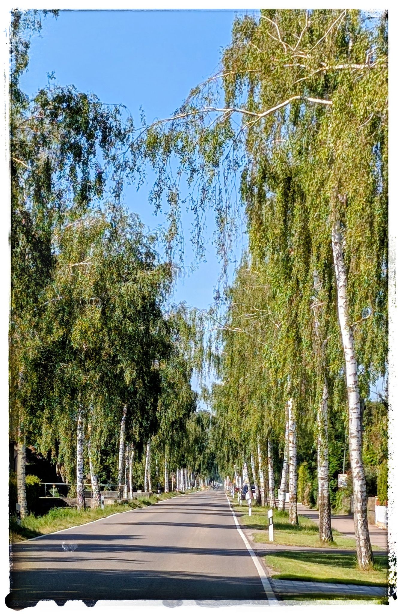 Oh eine Birkenallee