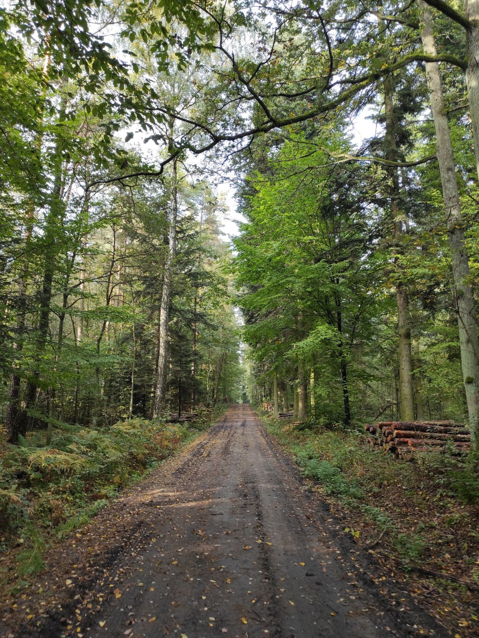 forrest road