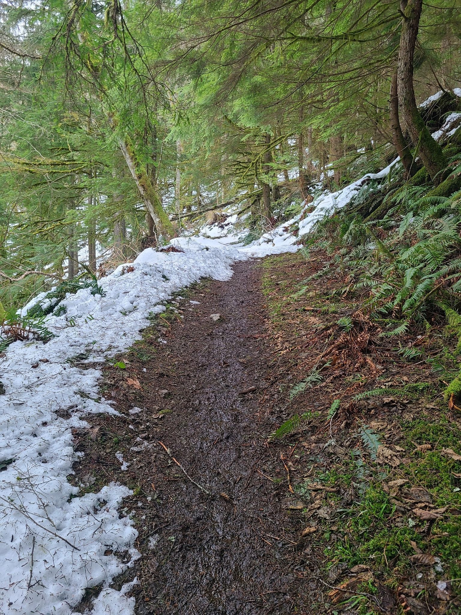 A muddy forest trail with snow patches and tall evergreen trees under overcast light. - Bullitt Fireplace loop from Cougar/Squak Corridor