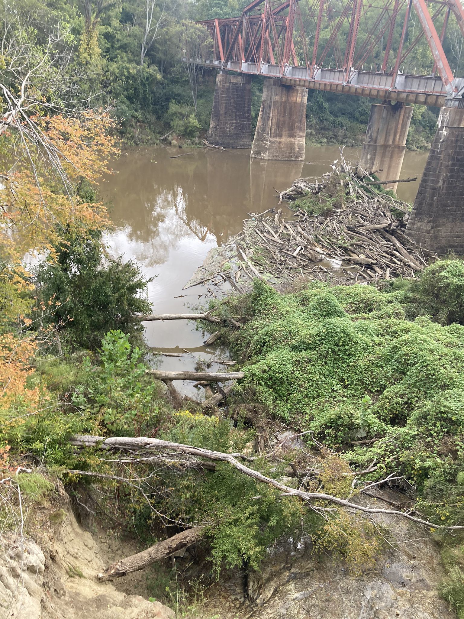 Muddy river with debris, dense trees, and an old metal bridge. - Cape Fear River Trail