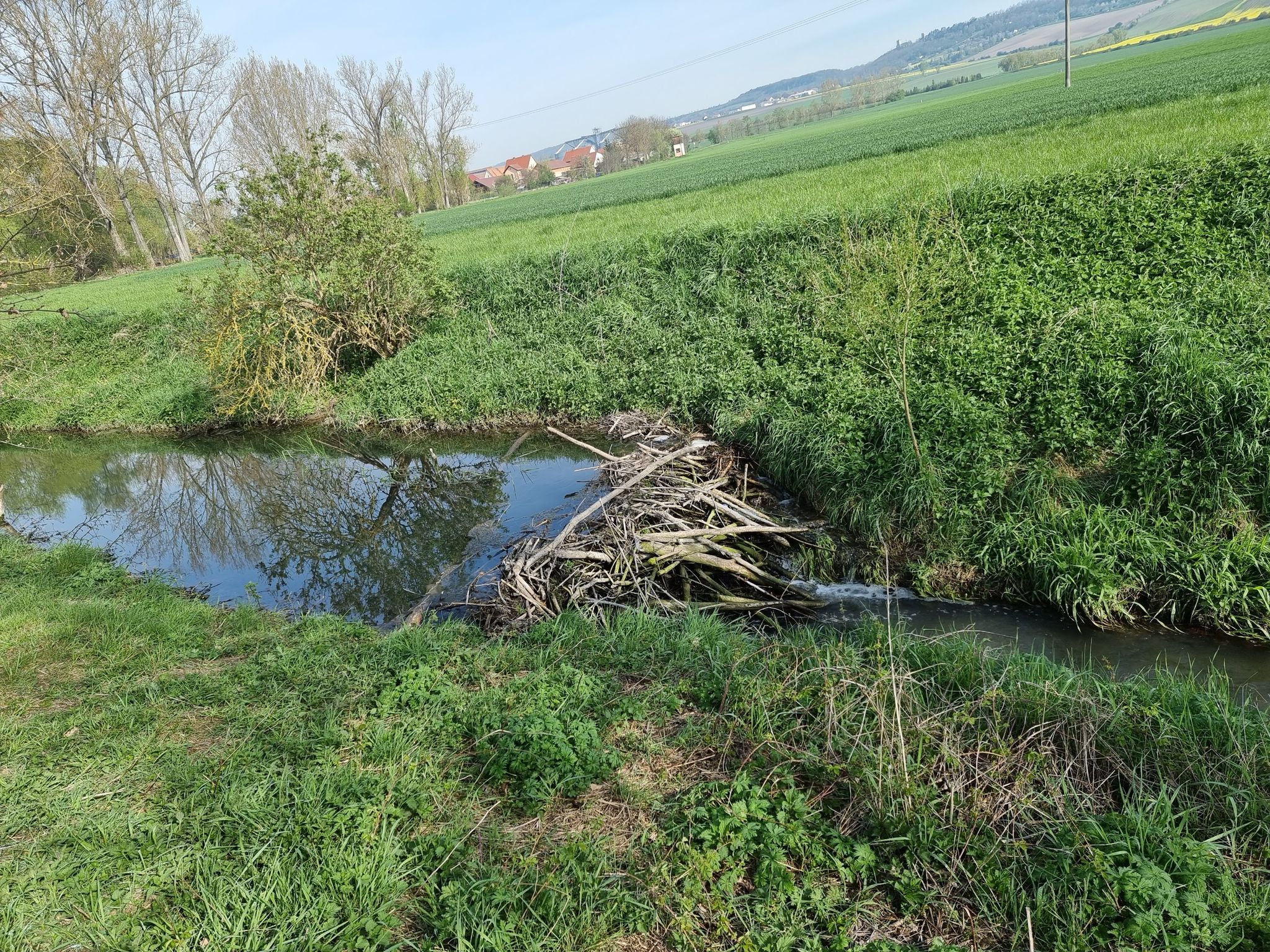 ein Biberdamm