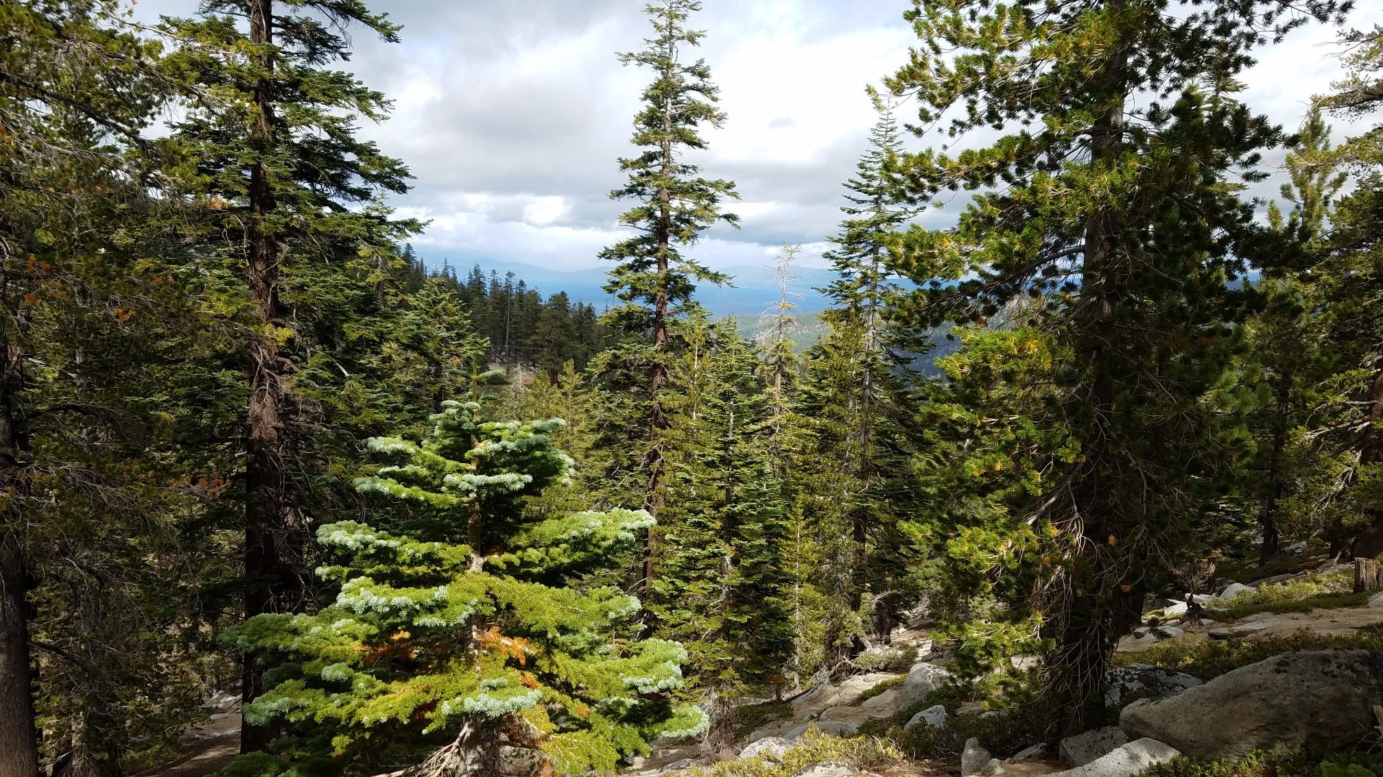 Dense evergreen forest under a cloudy sky, with distant mountains visible. - Tahoe Rim Trail: Kingsbury South to Star Lake