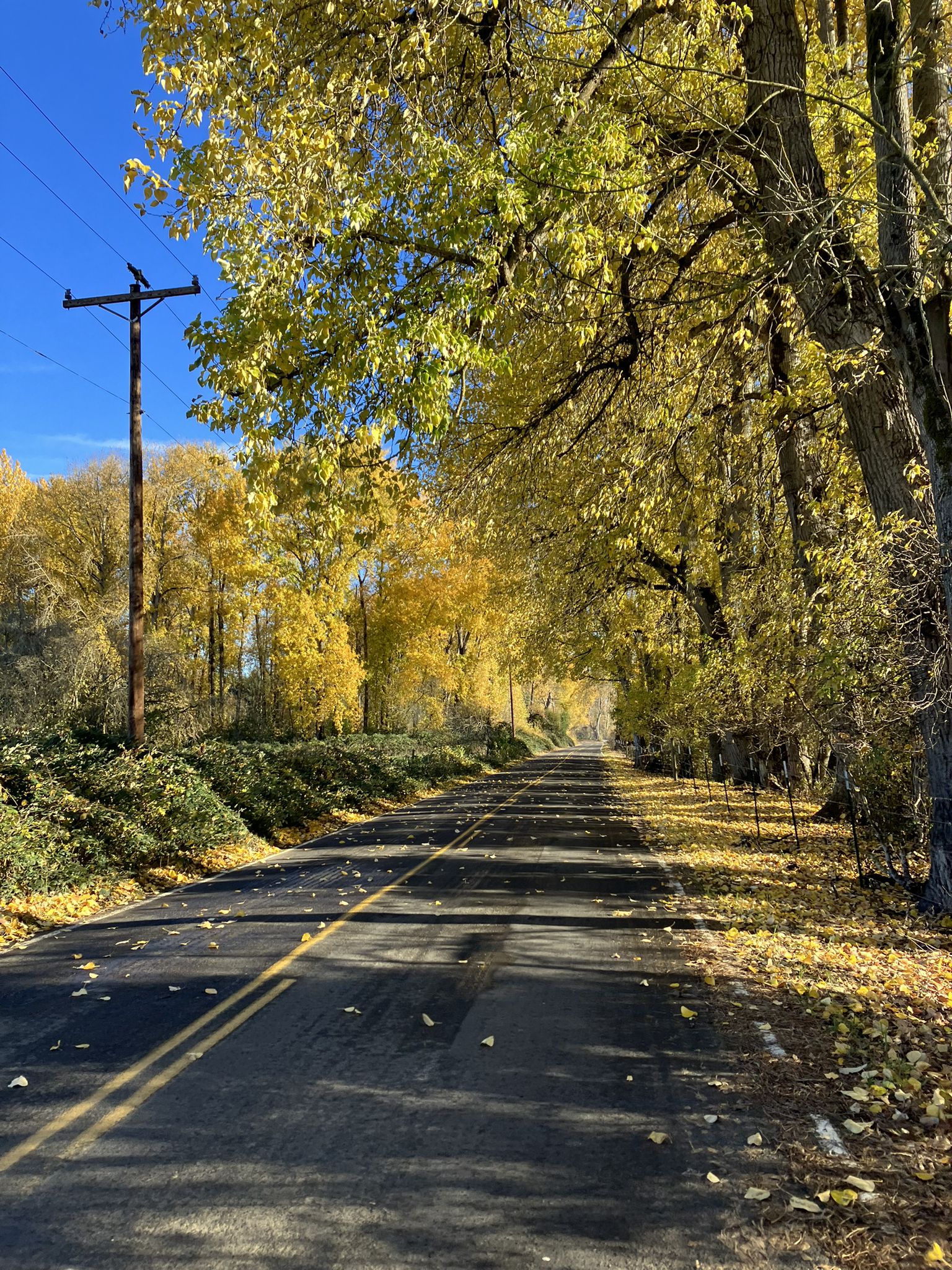 Road lined with bright yellow autumn trees under a clear blue sky. - Sturgeon Lake loop from Wapato Bridge