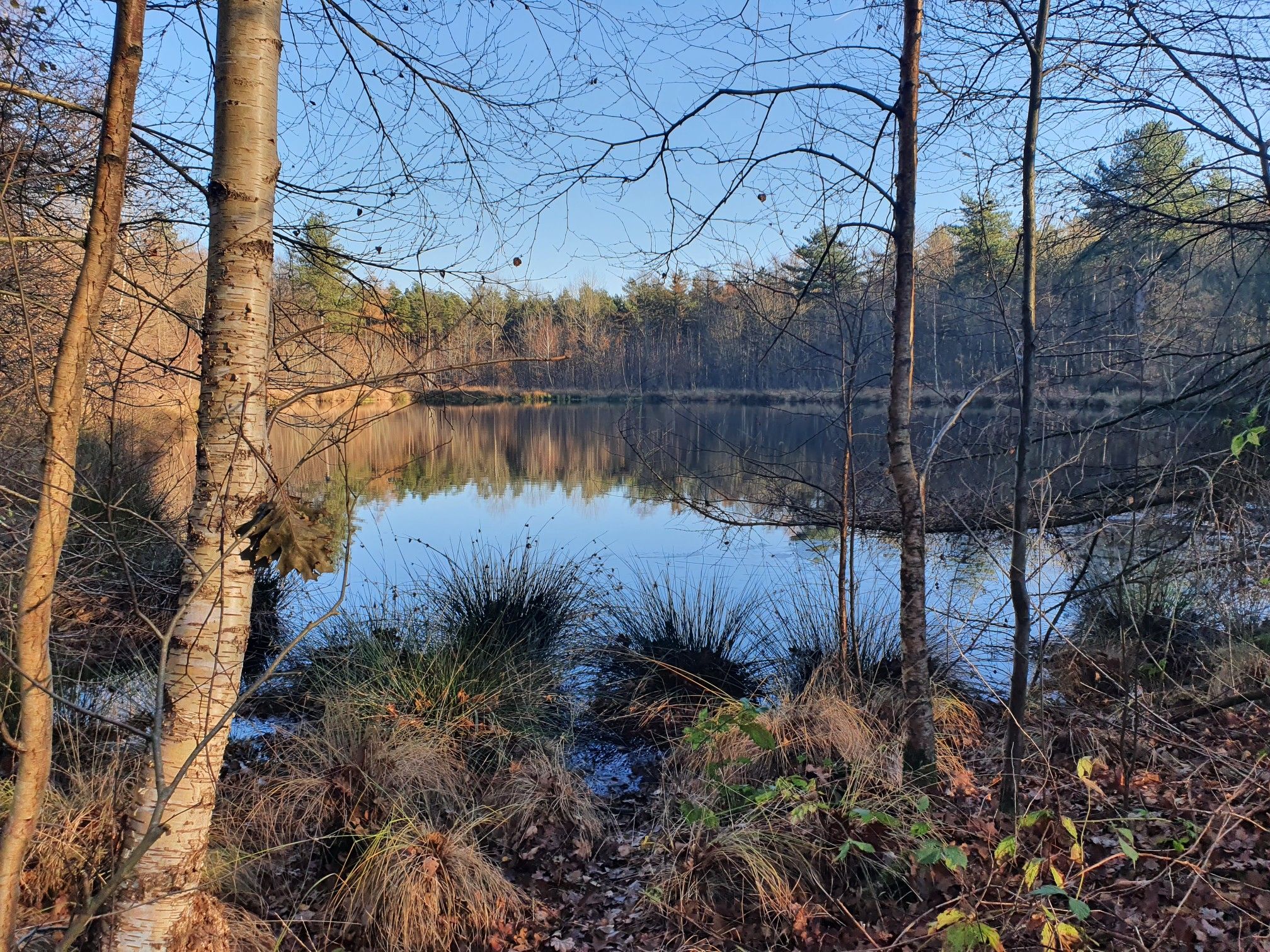 See im wald