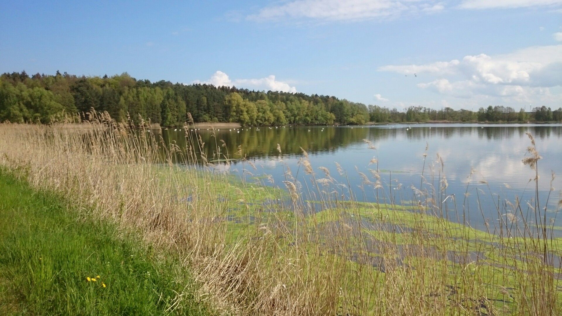Schwanenschau